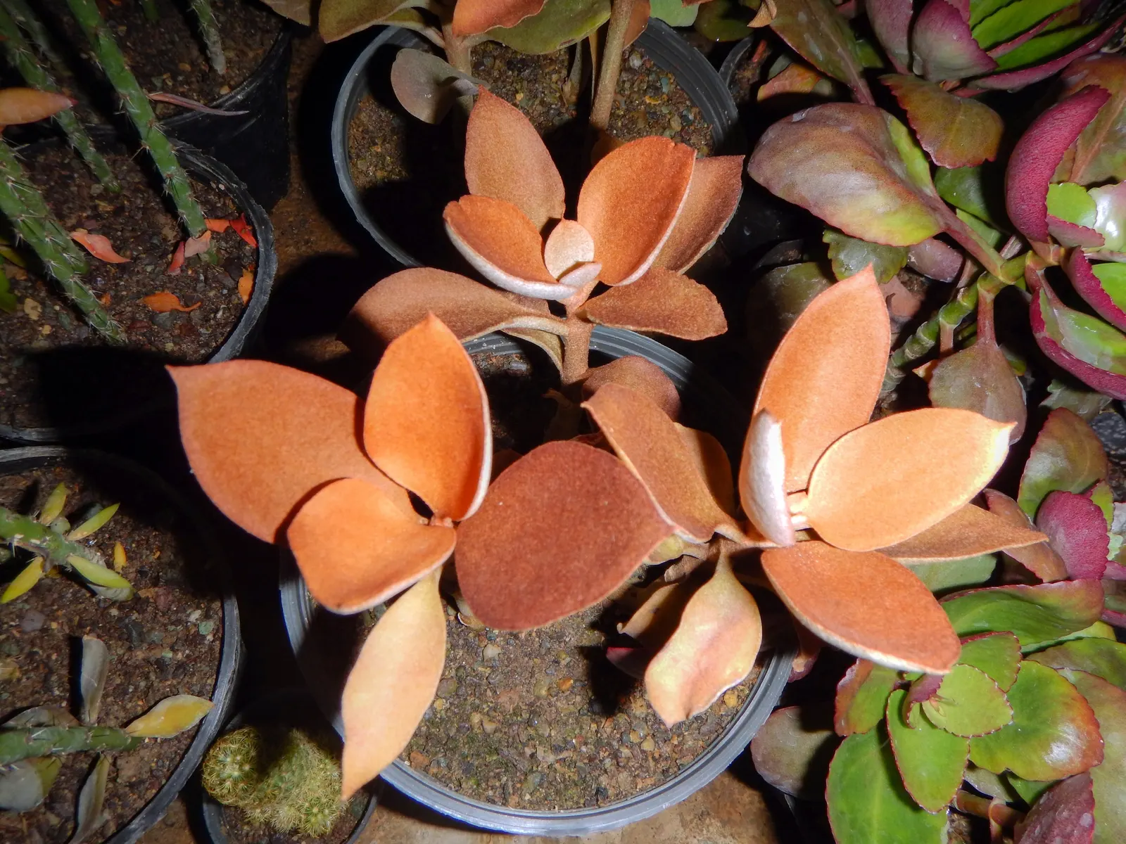 Copper Spoons (Kalanchoe Orgyalis) — recognized for its velvety; with a contrasting silvery-gray on the underside