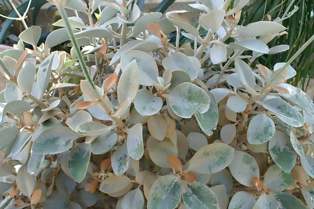 Copper Spoons (Kalanchoe Orgyalis) — Kalanchoe orgyalis is an excellent