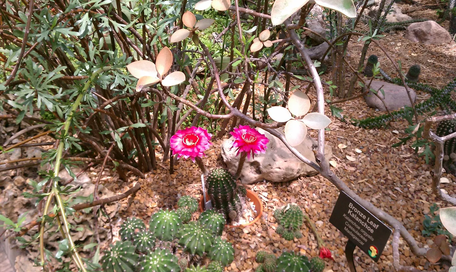 Copper Spoons (Kalanchoe Orgyalis) — commonly referred to as Copper Spoons