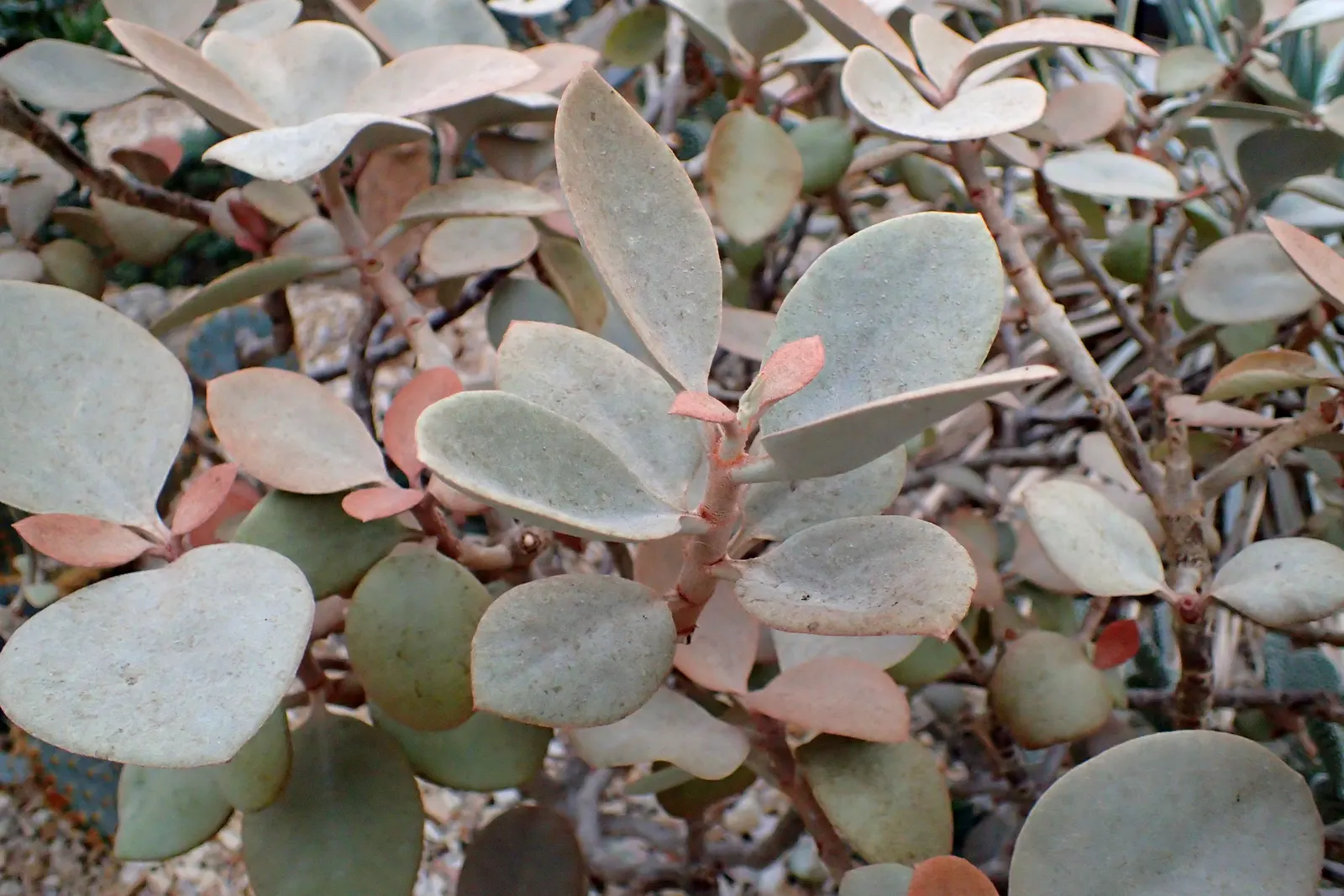 Copper Spoons (Kalanchoe Orgyalis) — perennial / succulent for full or half