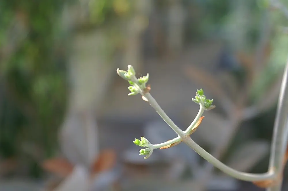 Copper Spoons (Kalanchoe Orgyalis) — recognized for its velvety