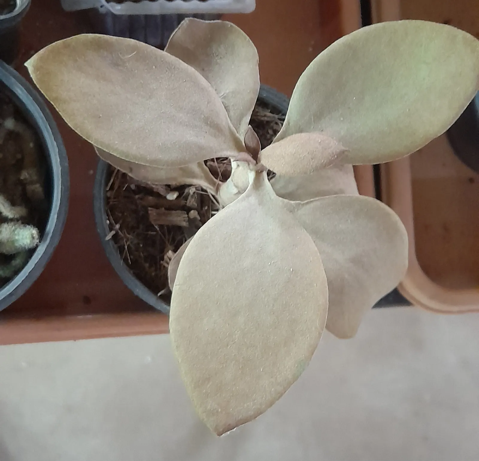 Copper Spoons (Kalanchoe Orgyalis) — Copper Spoons (Kalanchoe orgyalis) is a striking succulent