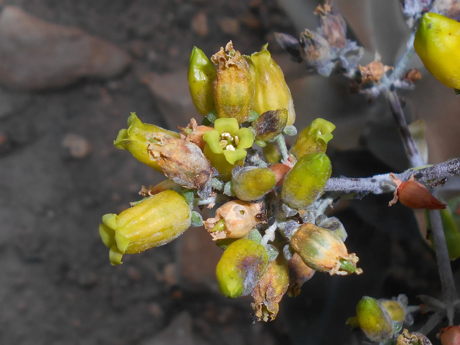 Copper Spoons (Kalanchoe Orgyalis) — This drought-tolerant plant typically grows up to 3 feet tall and wide