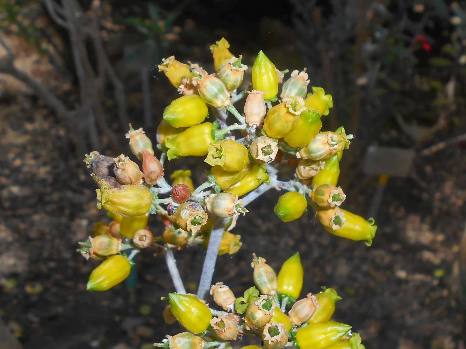 Copper Spoons (Kalanchoe Orgyalis) — commonly referred to as Copper Spoons; perennial / succulent for full or half