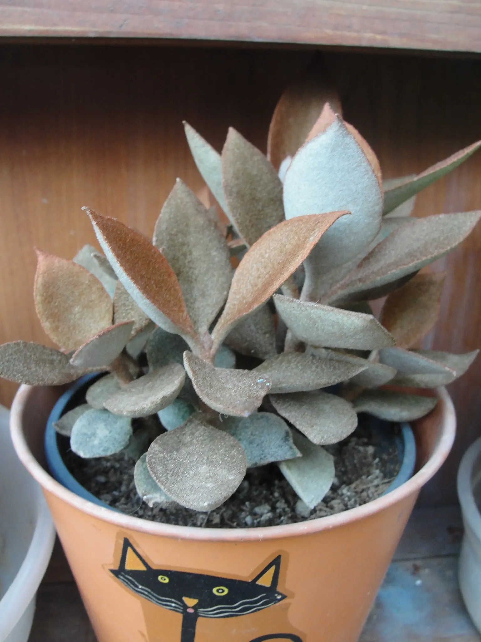 Copper Spoons (Kalanchoe Orgyalis) — although it can tolerate partial shade