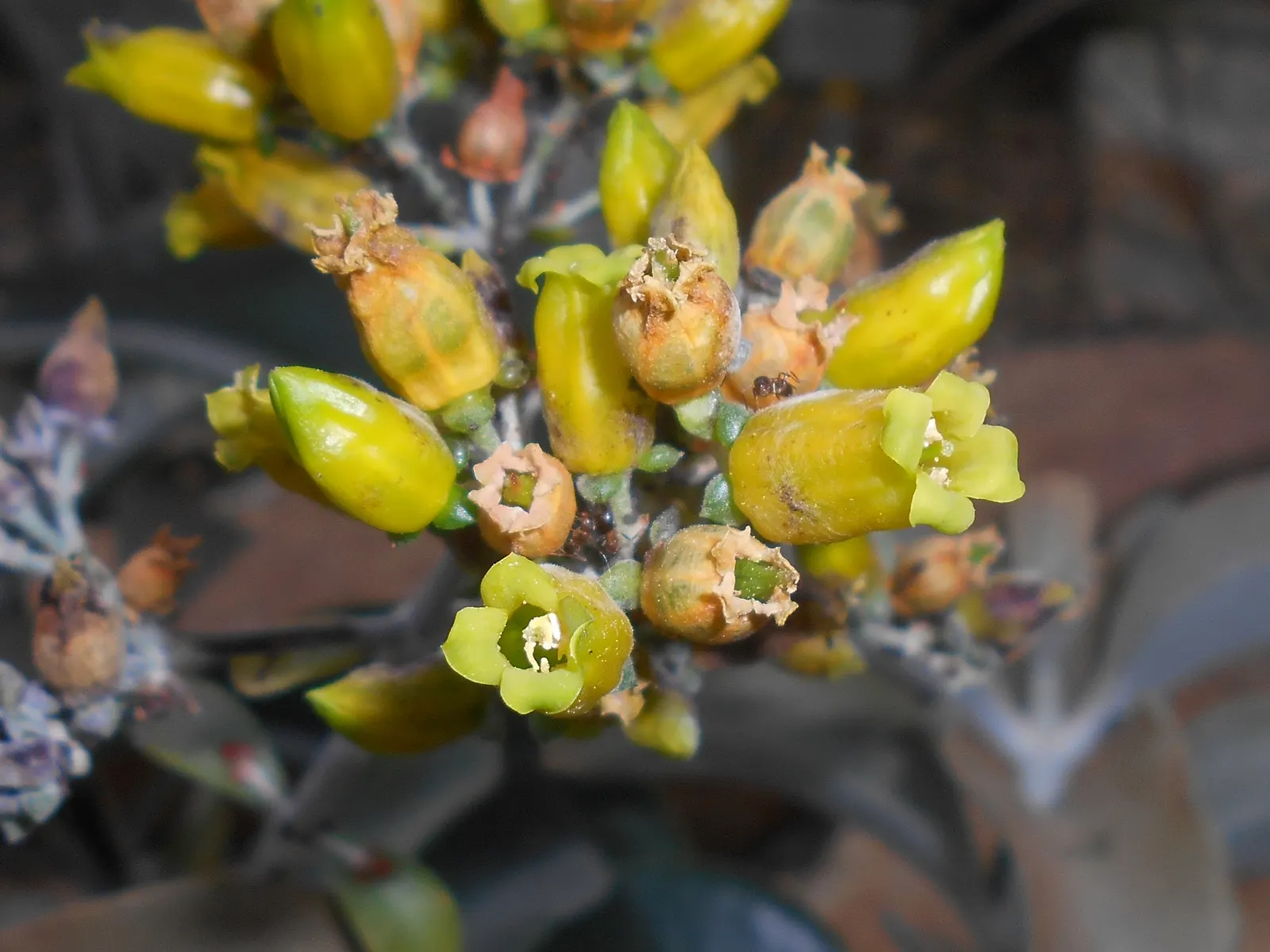 Copper Spoons (Kalanchoe Orgyalis) — which makes it a striking addition to any landscape design; although it can tolerate partial shade