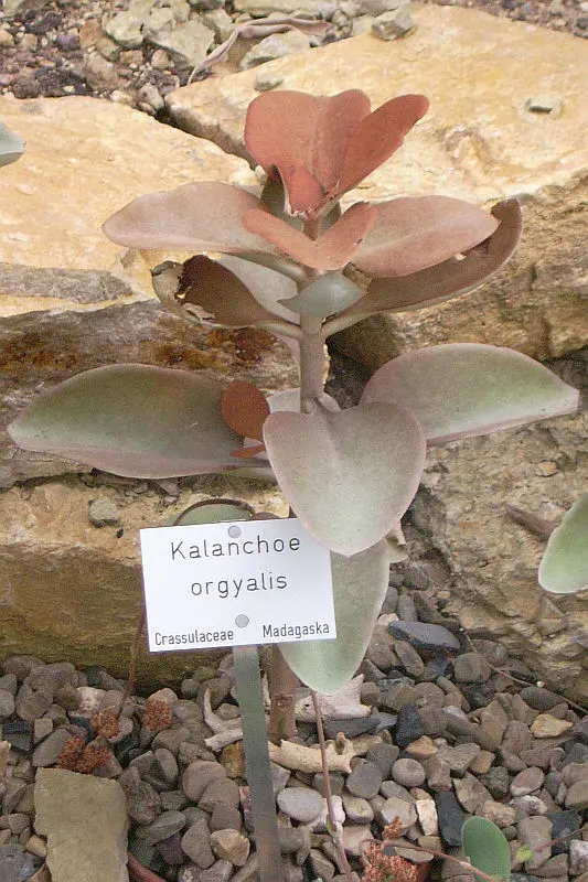 Copper Spoons (Kalanchoe Orgyalis) — This drought-tolerant plant typically grows up to 3 feet tall and wide; recognized for its velvety