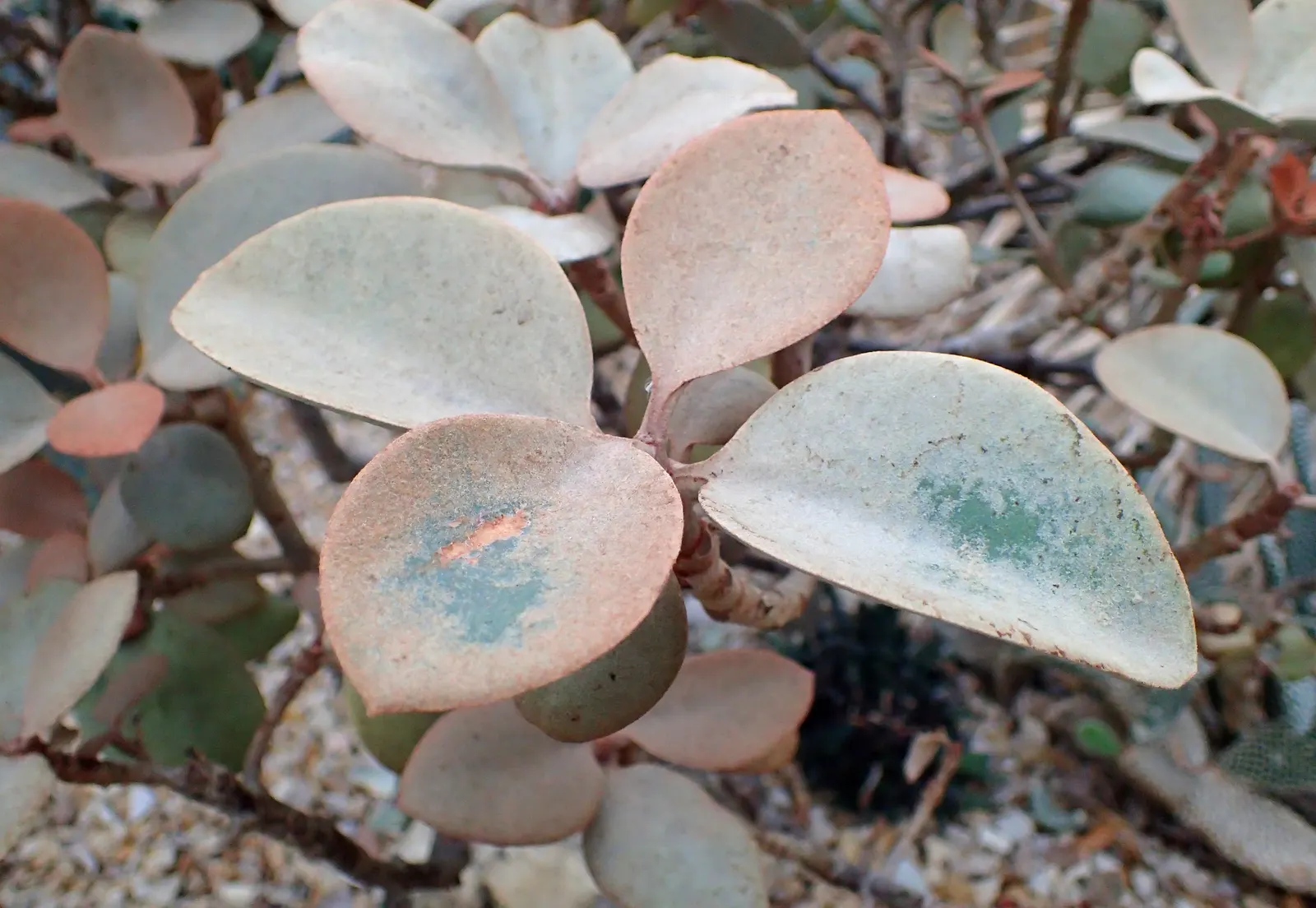 Copper Spoons (Kalanchoe Orgyalis) — low-maintenance choice for clients desiring a touch of sculptural beauty in their garden space