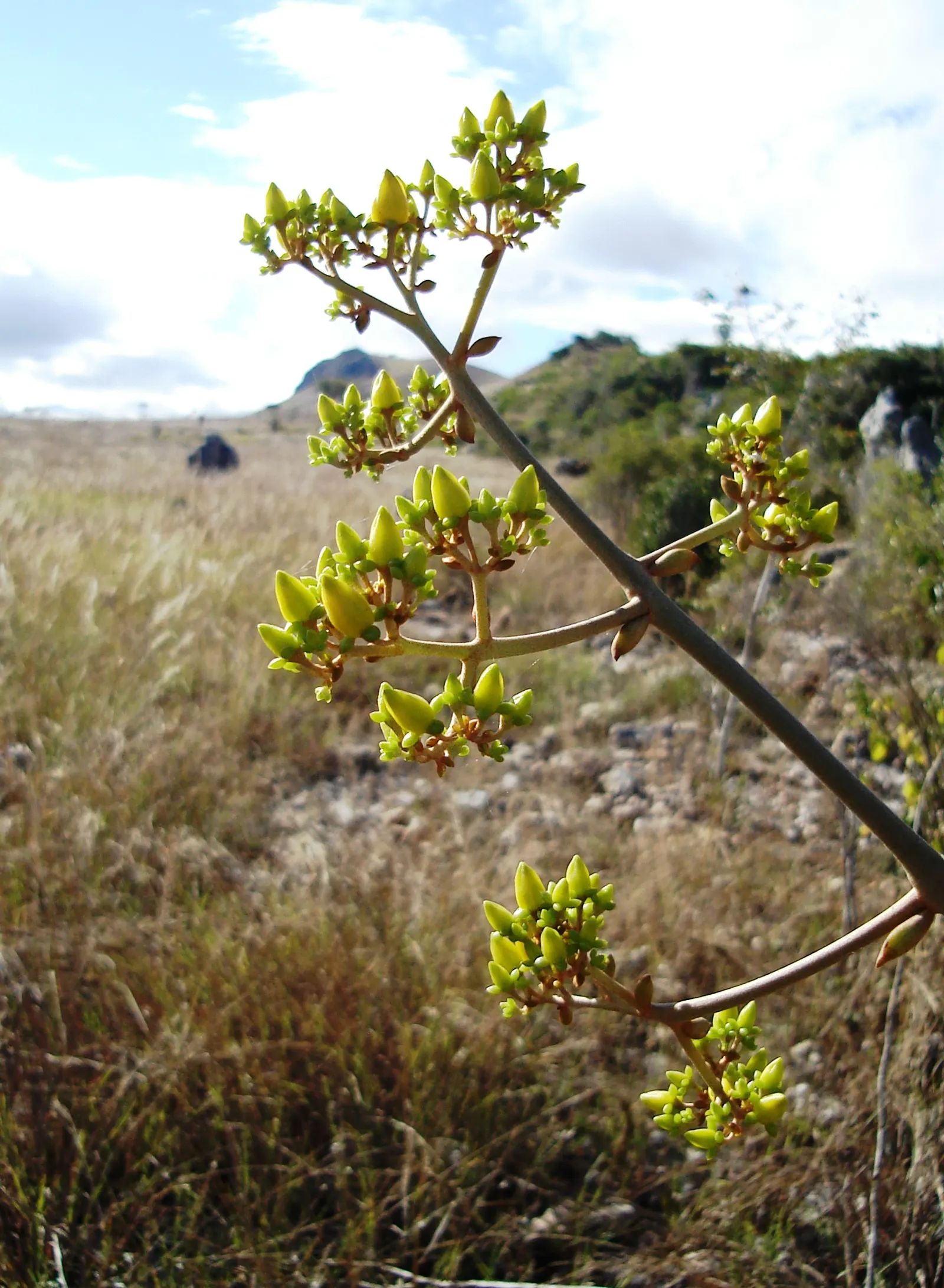 Copper Spoons (Kalanchoe Orgyalis) — yellow flowers in the garden