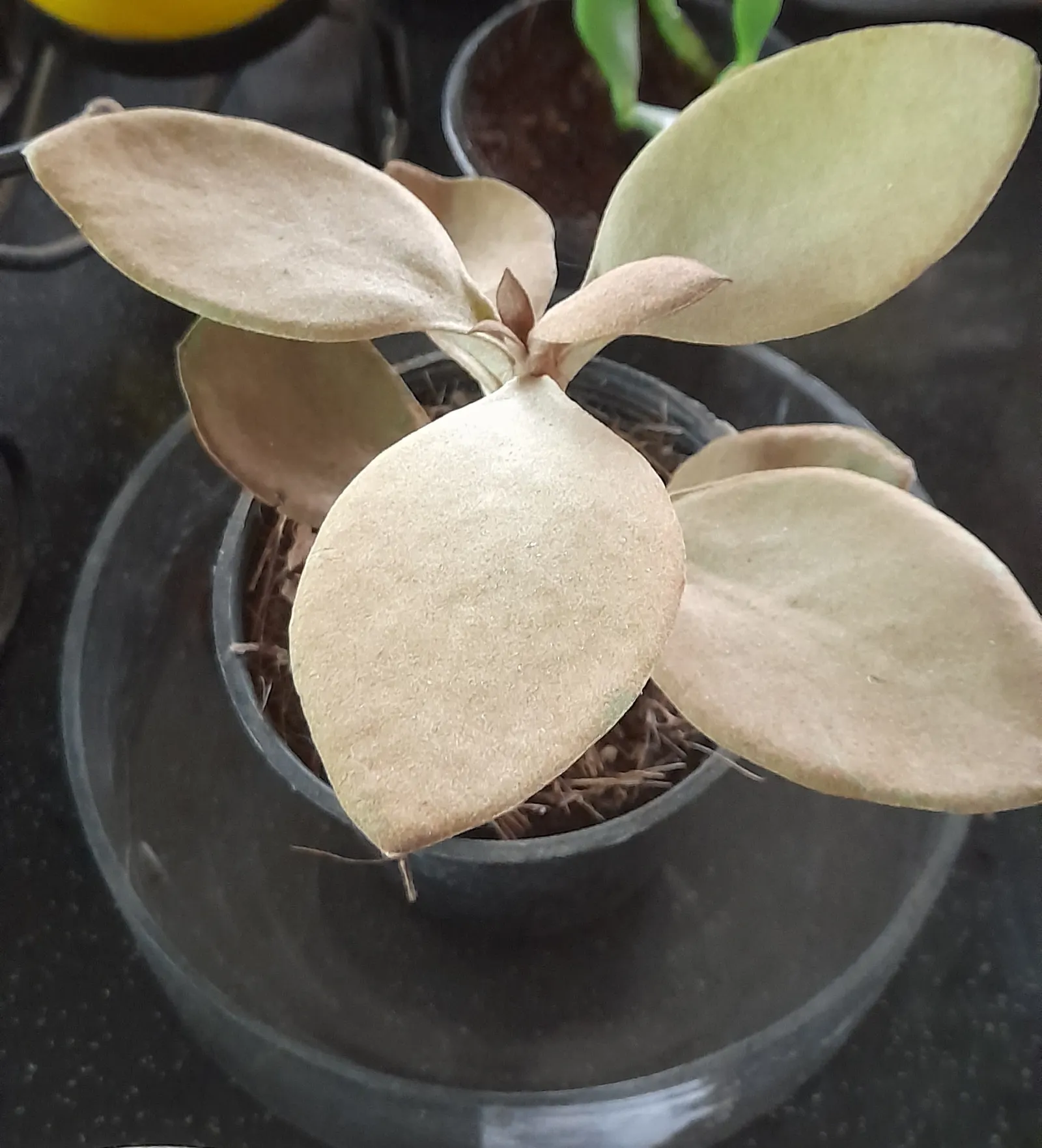Copper Spoons (Kalanchoe Orgyalis) — Given its minimal water needs and alluring aesthetic