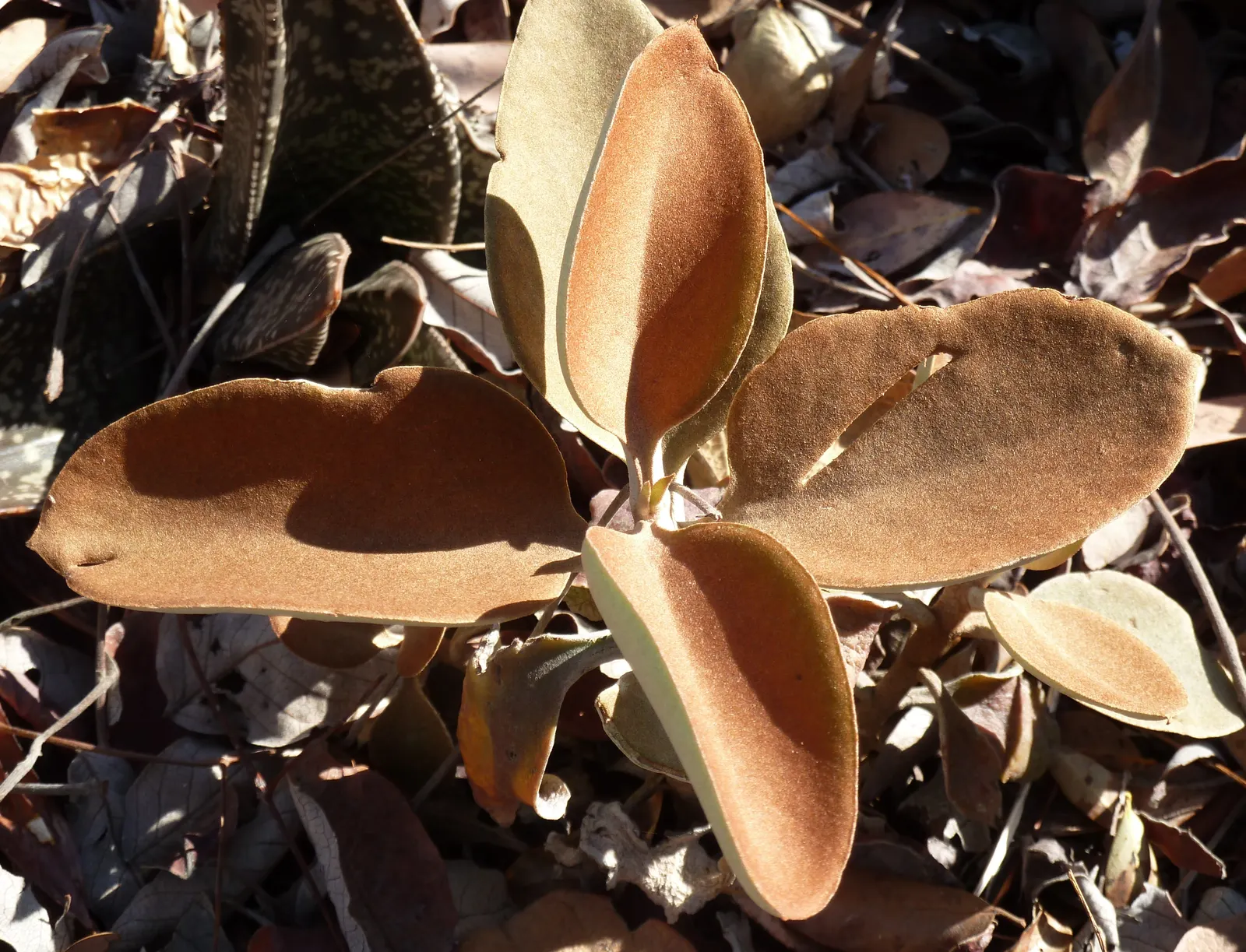 Copper Spoons (Kalanchoe Orgyalis) — Ideal for xeriscapes or as a container specimen, it adds a warm, exotic touch with minimal maintenance