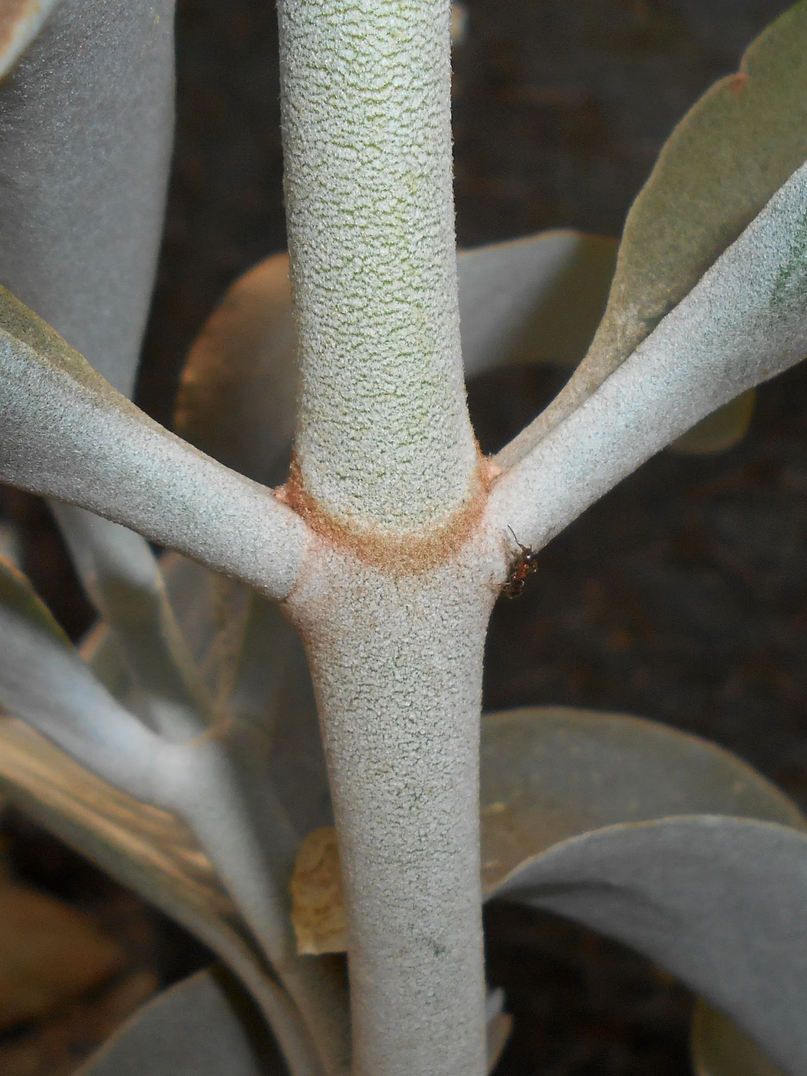Copper Spoons (Kalanchoe Orgyalis) — thriving in well-draining soil and full to partial sunlight; which makes it a striking addition to any landscape design