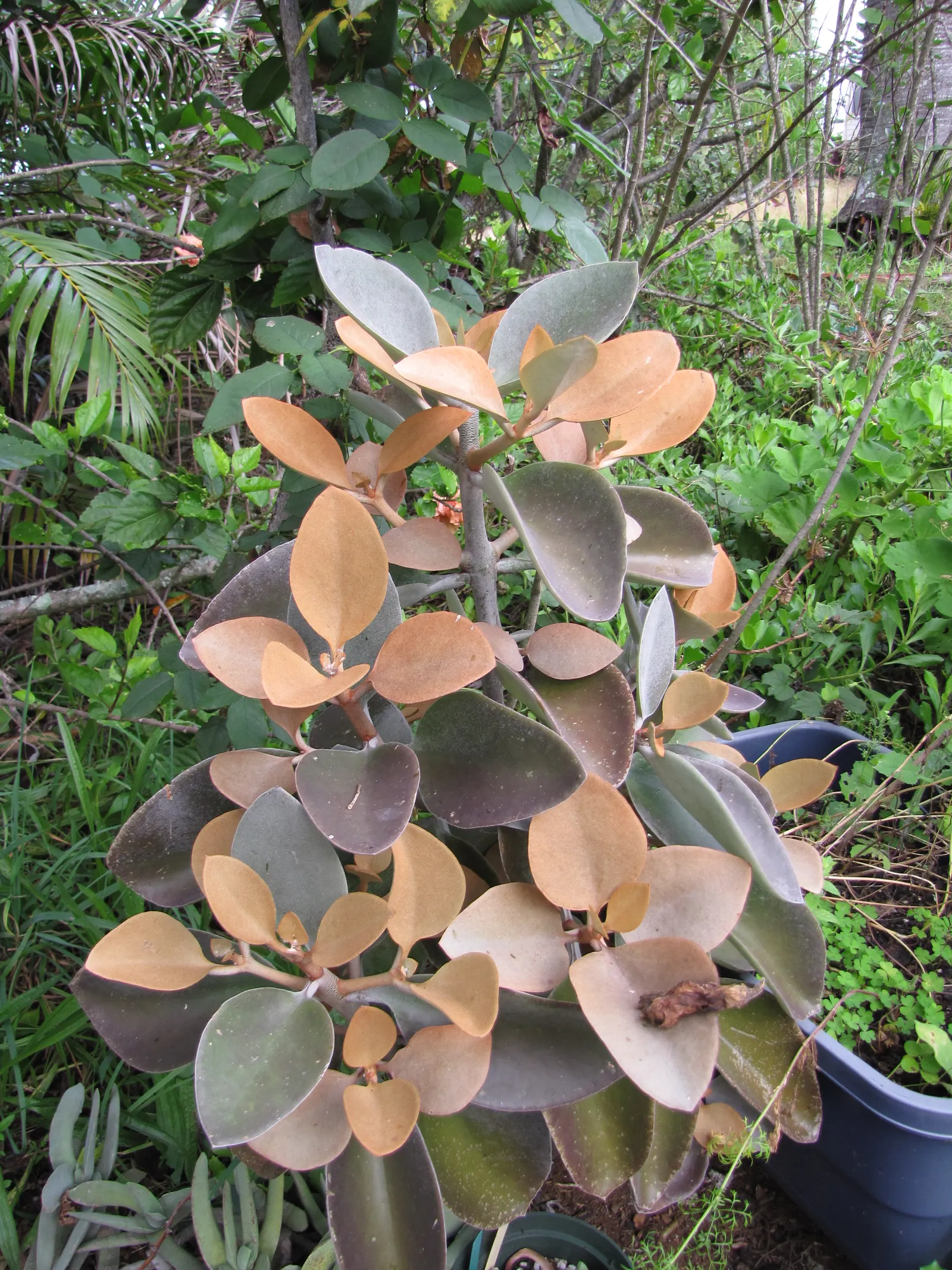 Copper Spoons (Kalanchoe Orgyalis) — is a captivating succulent that boasts a distinctive foliage coloration; commonly referred to as Copper Spoons