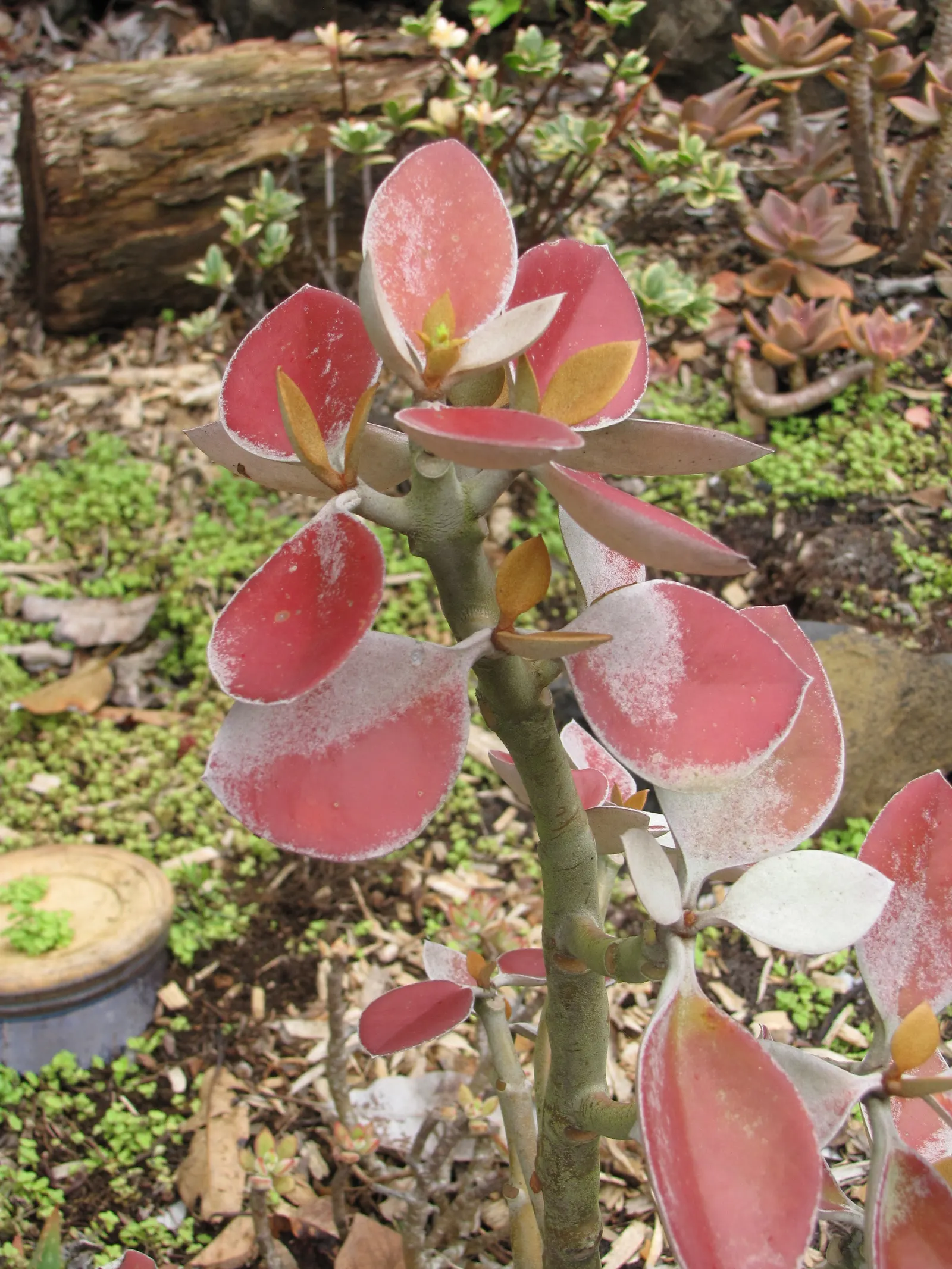 Copper Spoons (Kalanchoe Orgyalis) — Ideal for xeriscapes or as a container specimen, it adds a warm, exotic touch with minimal maintenance; slow-release