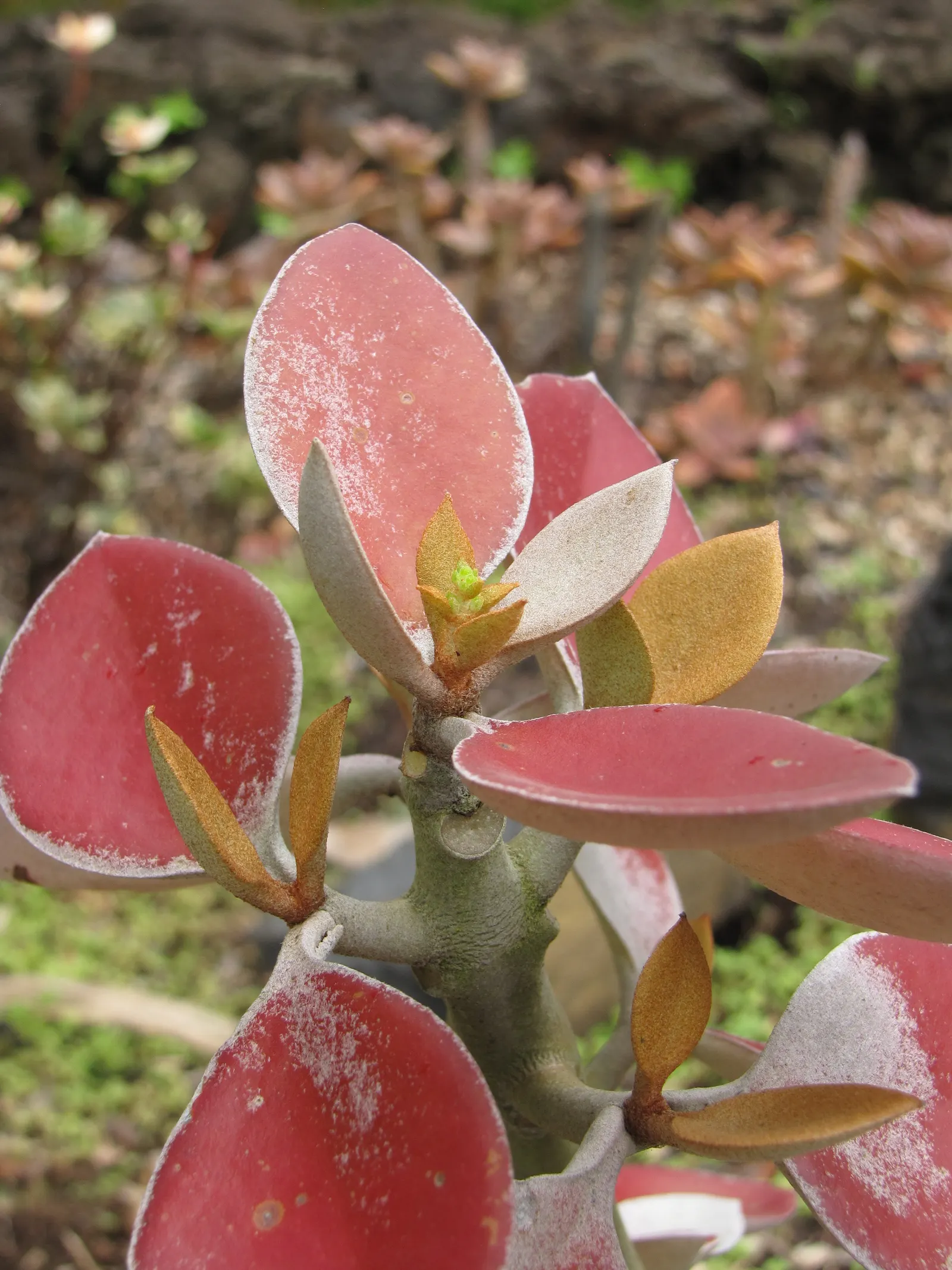 Copper Spoons (Kalanchoe Orgyalis) — thriving in well-draining soil and full to partial sunlight