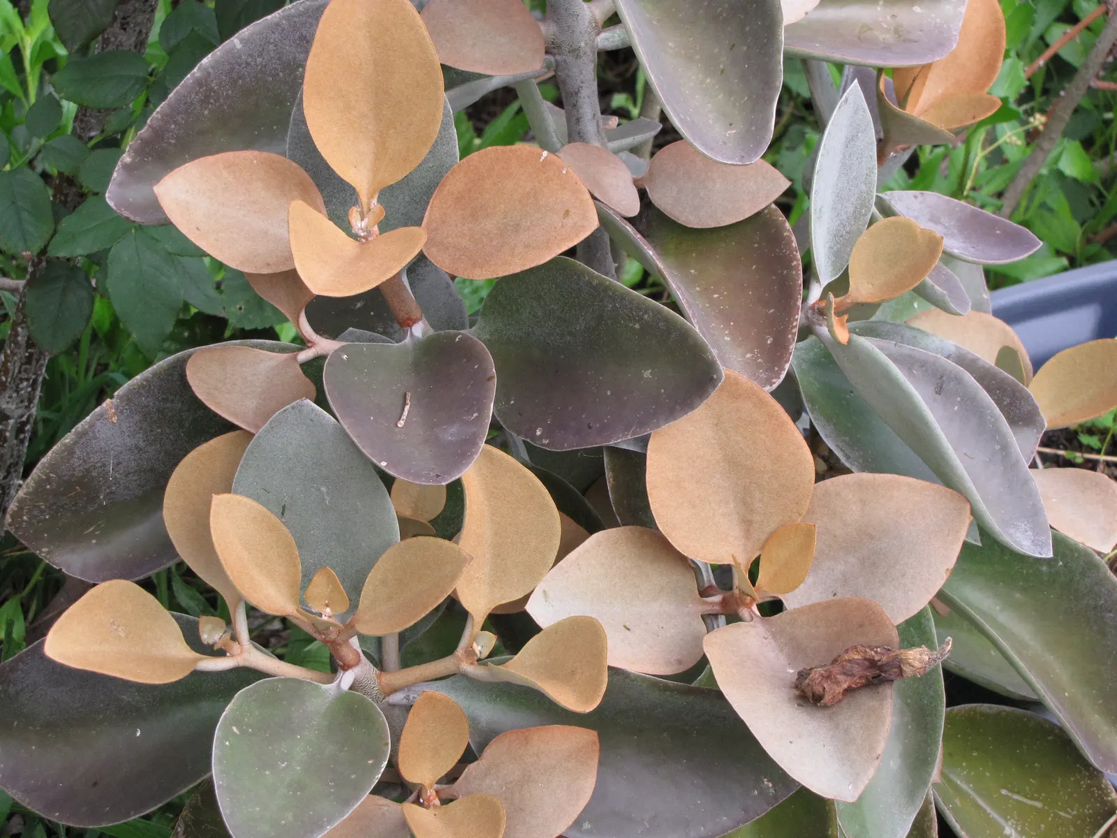 Copper Spoons (Kalanchoe Orgyalis) — is a captivating succulent that boasts a distinctive foliage coloration