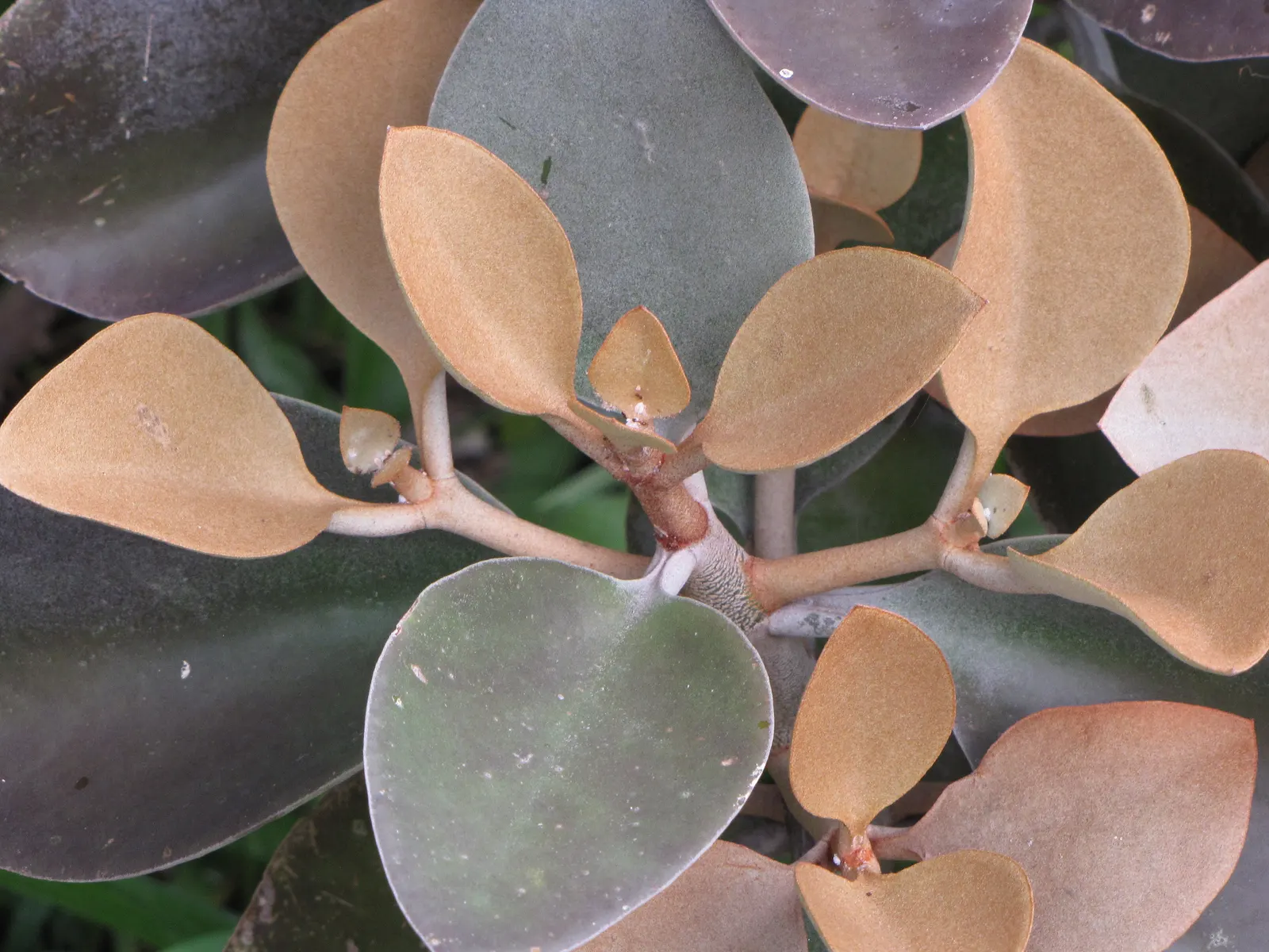 Copper Spoons (Kalanchoe Orgyalis) — Its oval-shaped leaves are a velvety rust or copper on the upper side