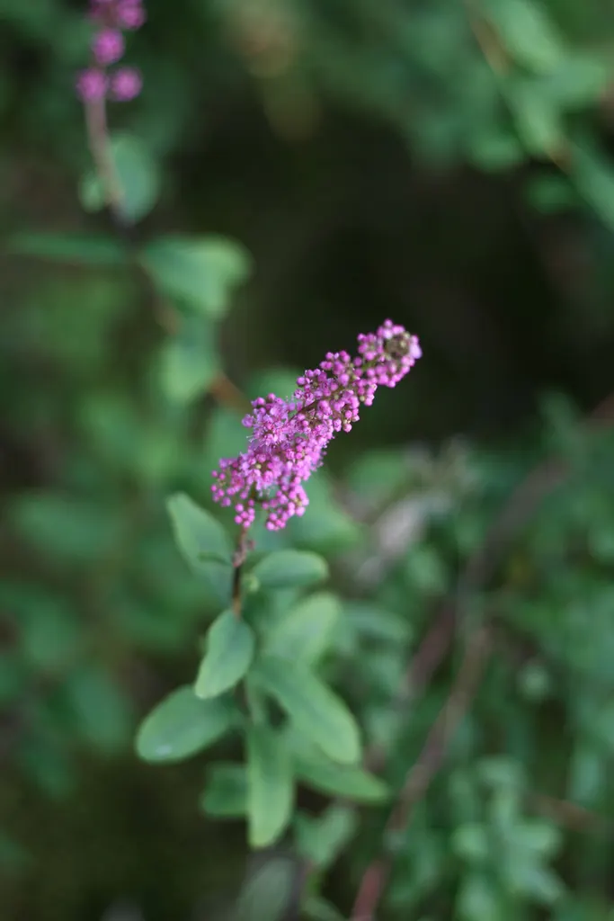 Douglas Spirea (Spiraea Douglasii) — Space the shrubs about 5 to 6 feet apart to allow for mature spread