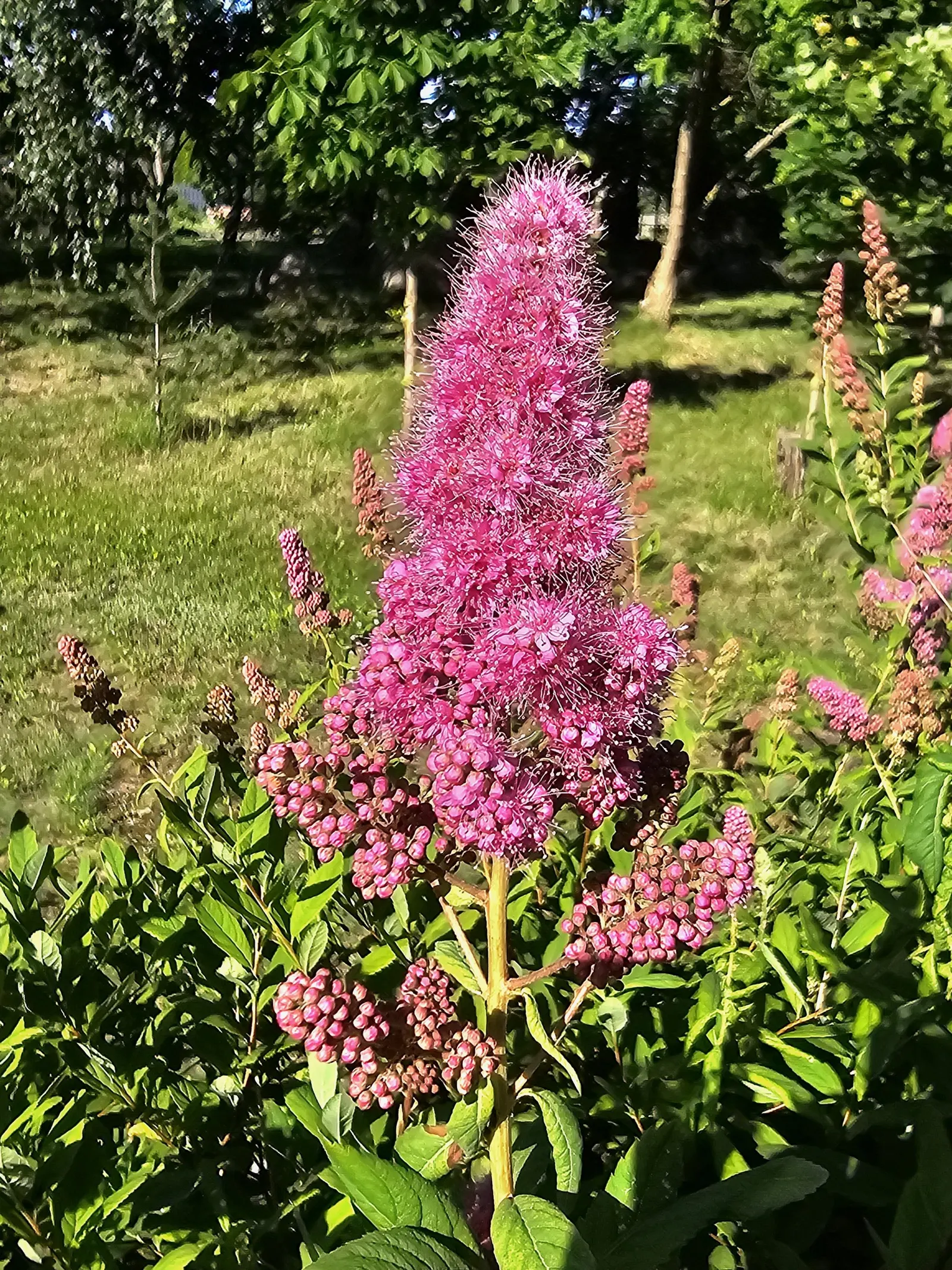 Douglas Spirea (Spiraea Douglasii) — It is hardy in USDA zones 4 through 8