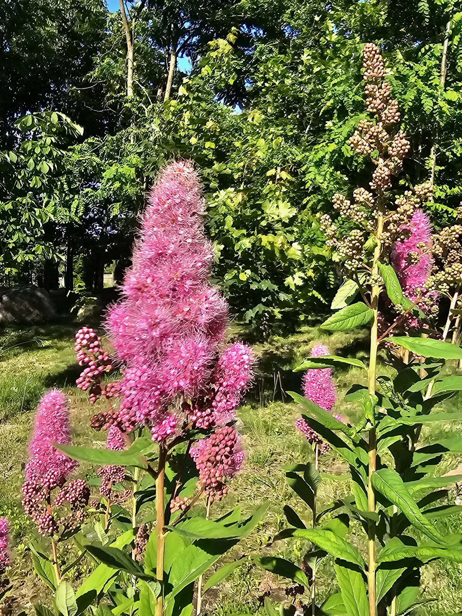 Douglas Spirea (Spiraea Douglasii) — is an attractive deciduous shrub native to the Pacific Northwest