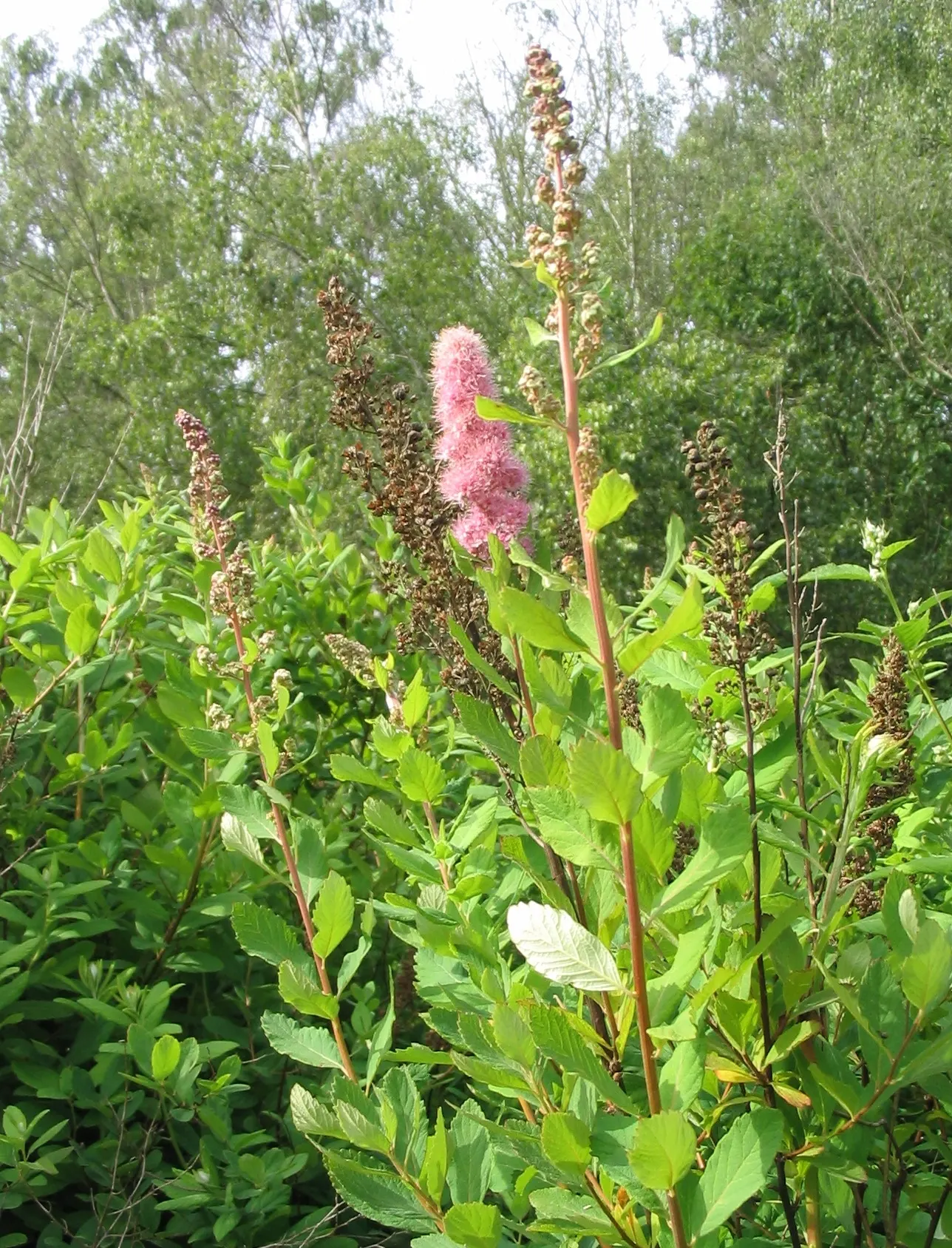 Douglas Spirea (Spiraea Douglasii) — Dense clusters of tiny, pinkish-purple flowers emerge in summer, creating a vibrant display