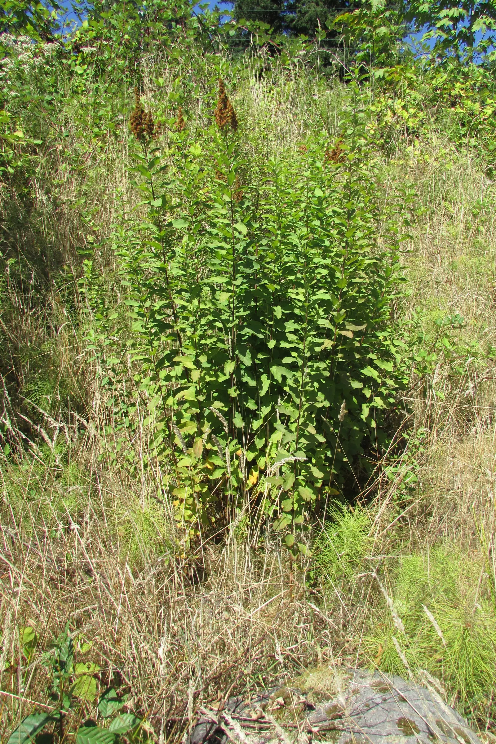 Douglas Spirea (Spiraea Douglasii) — scientifically known as Spiraea douglasii