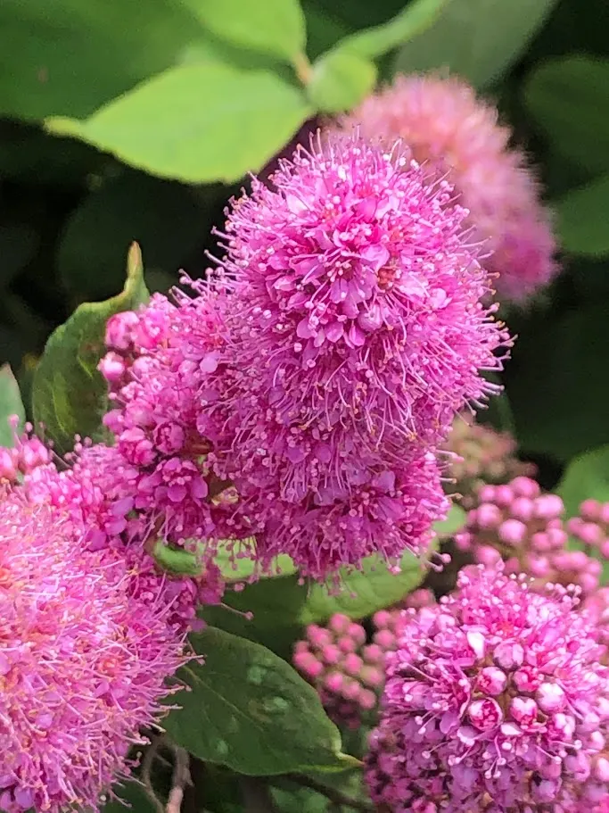 Douglas Spirea (Spiraea Douglasii) — such as mulching to retain soil moisture and periodic watering during dry spells