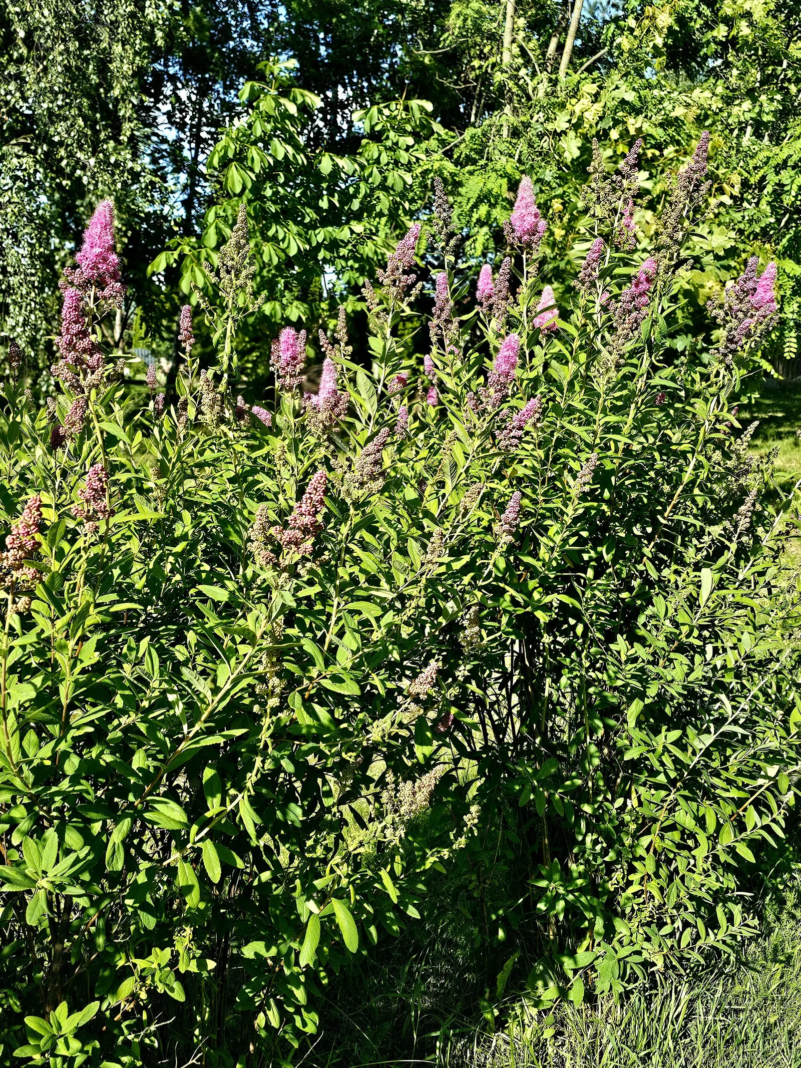 Douglas Spirea (Spiraea Douglasii) — which contrast beautifully with its bloom
