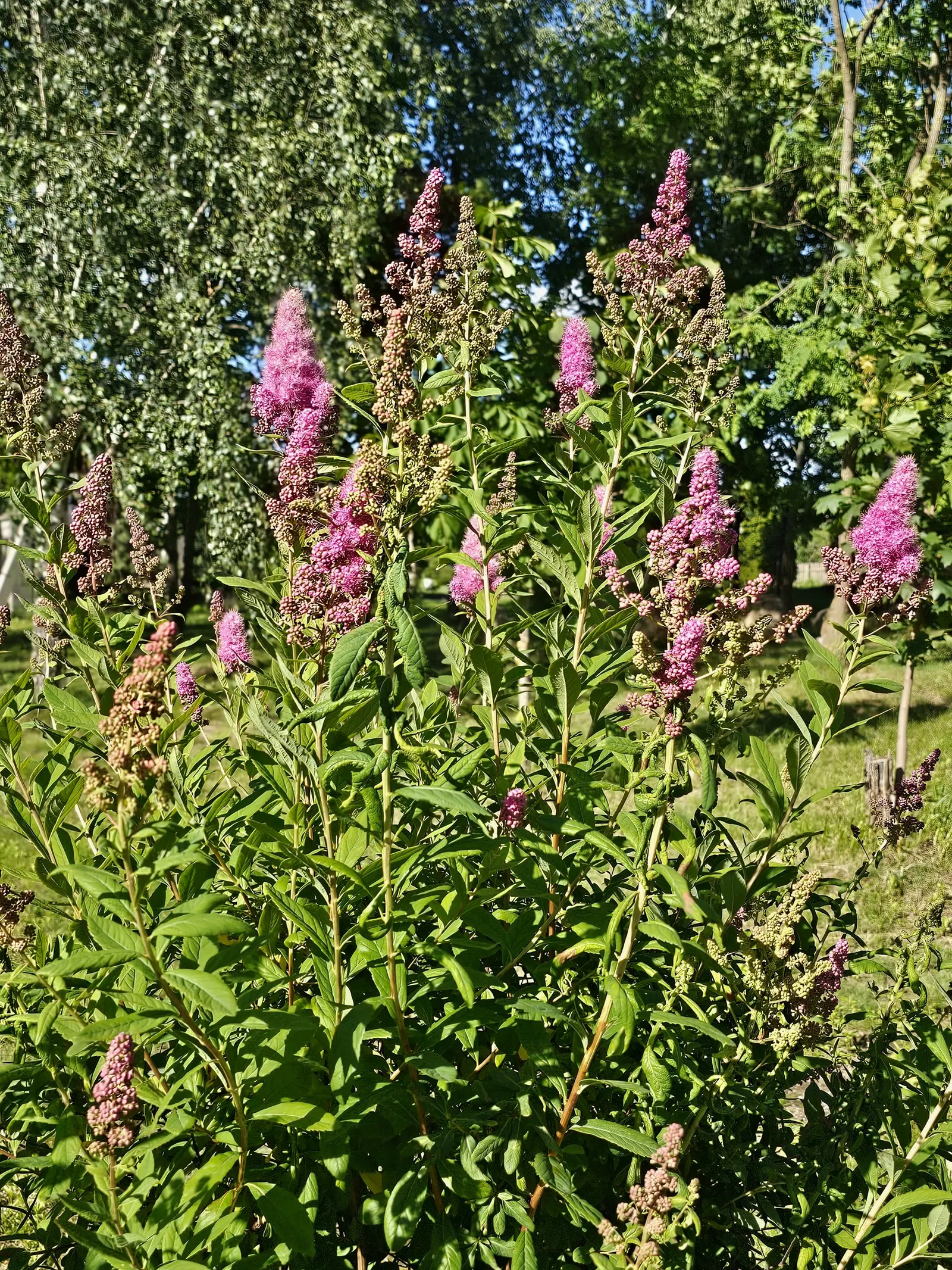 Douglas Spirea (Spiraea Douglasii) — and may turn yellow to reddish in the fall