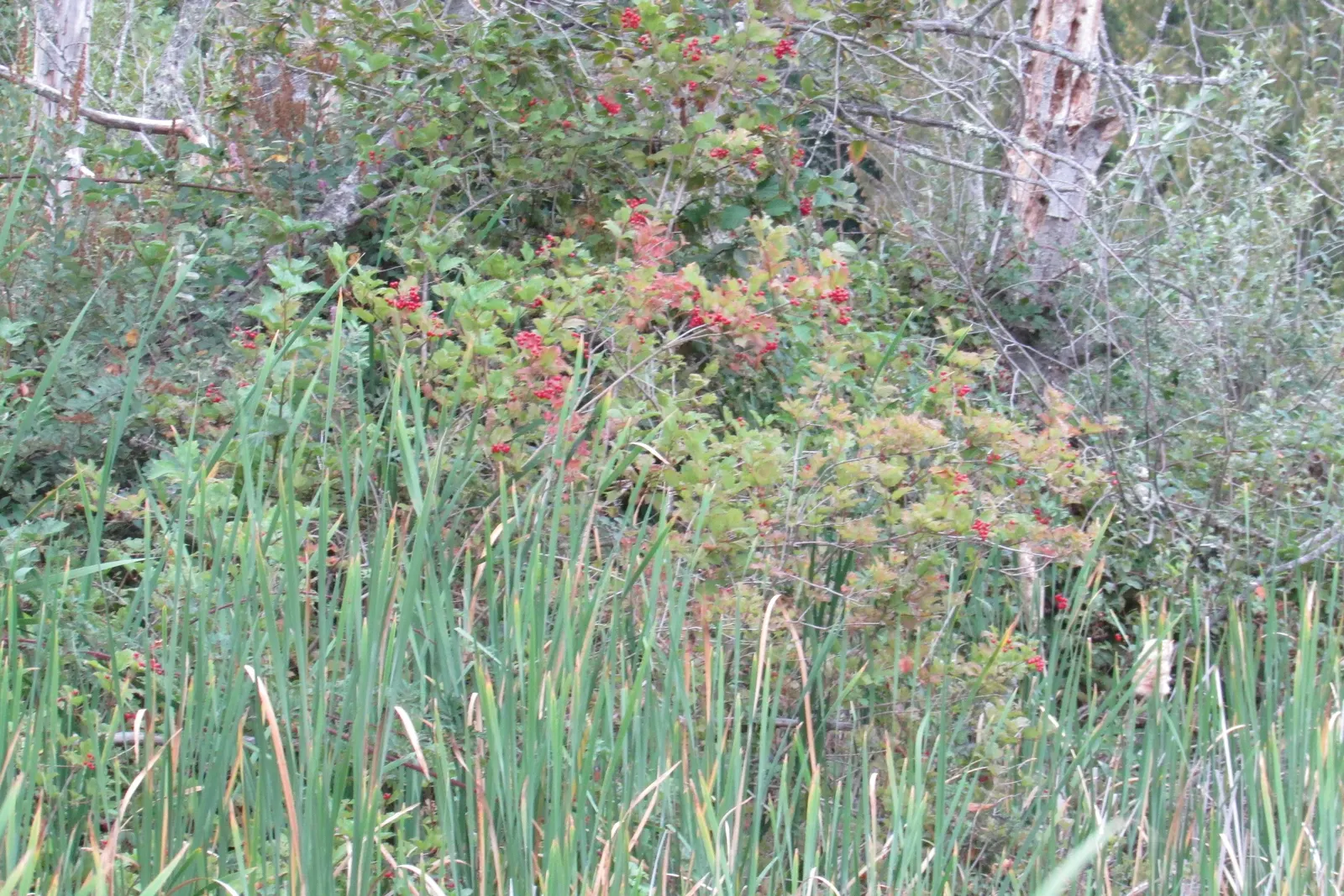 Douglas Spirea (Spiraea Douglasii) — to ensure their continued enjoyment of this lush
