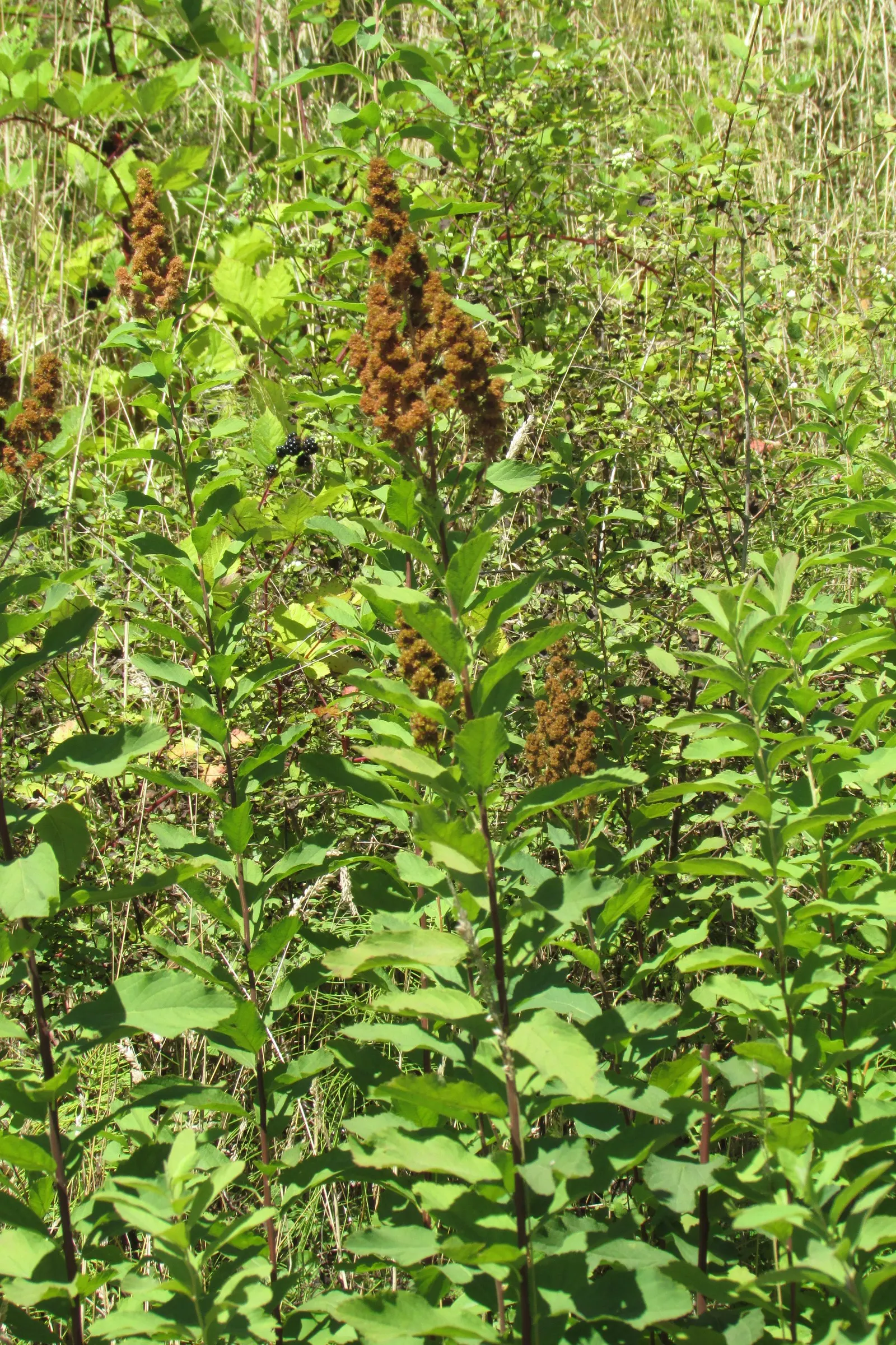 Douglas Spirea (Spiraea Douglasii) — such as foundation plantings