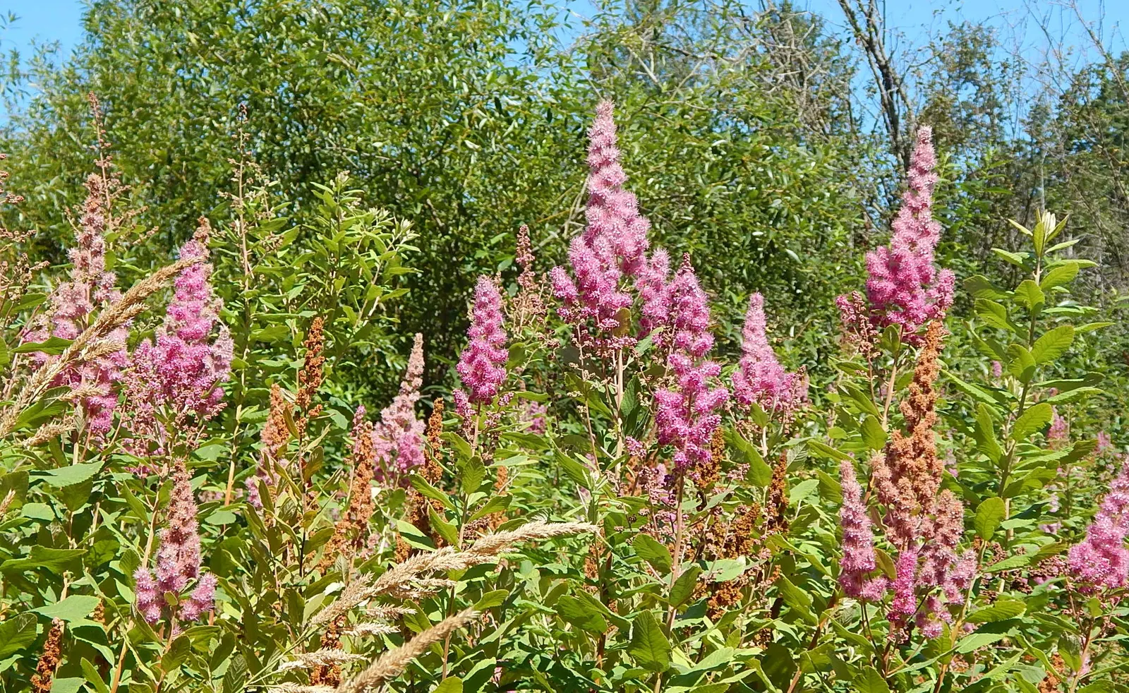 Douglas Spirea (Spiraea Douglasii) — Prefers moist, well-drained soil and full to partial sun