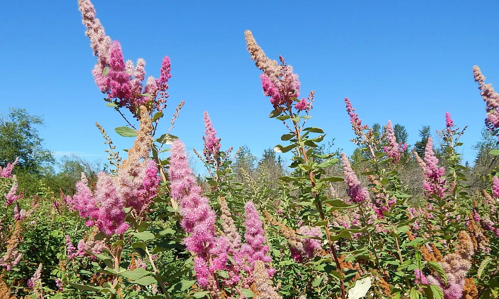 Douglas Spirea (Spiraea Douglasii) — It typically reaches 4-6 feet in height, with a similar spread, boasting lush, lanceolate leaves