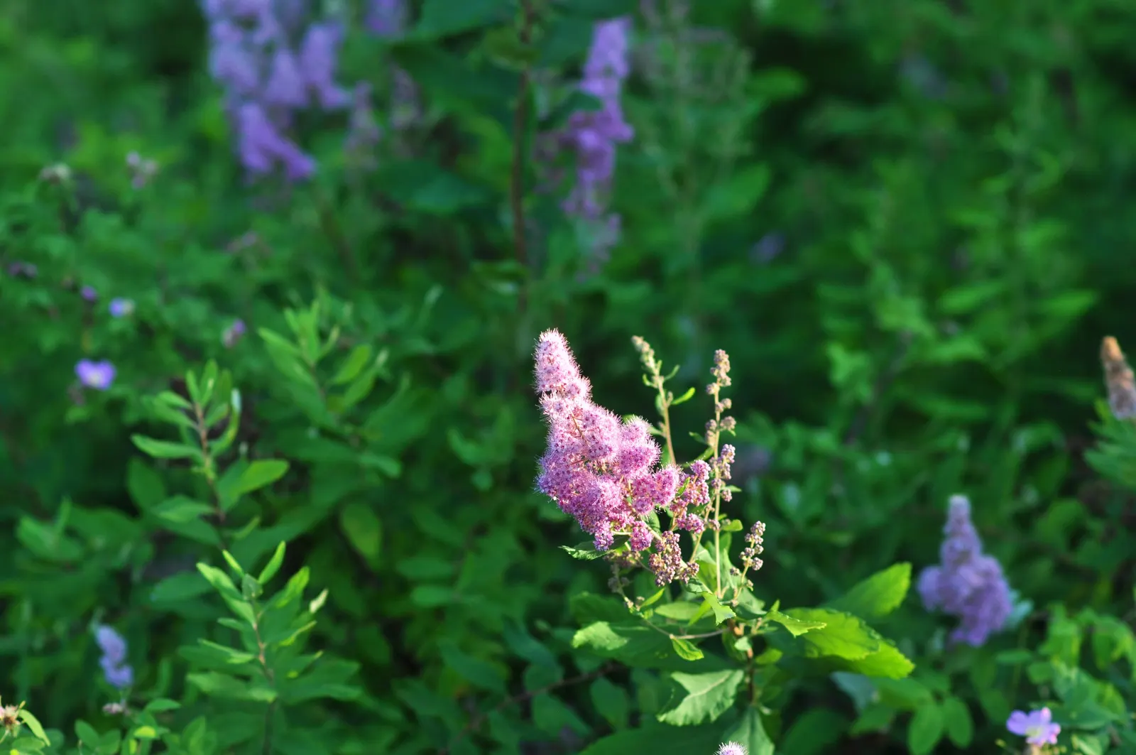Douglas Spirea (Spiraea Douglasii) — purple flowers in the garden