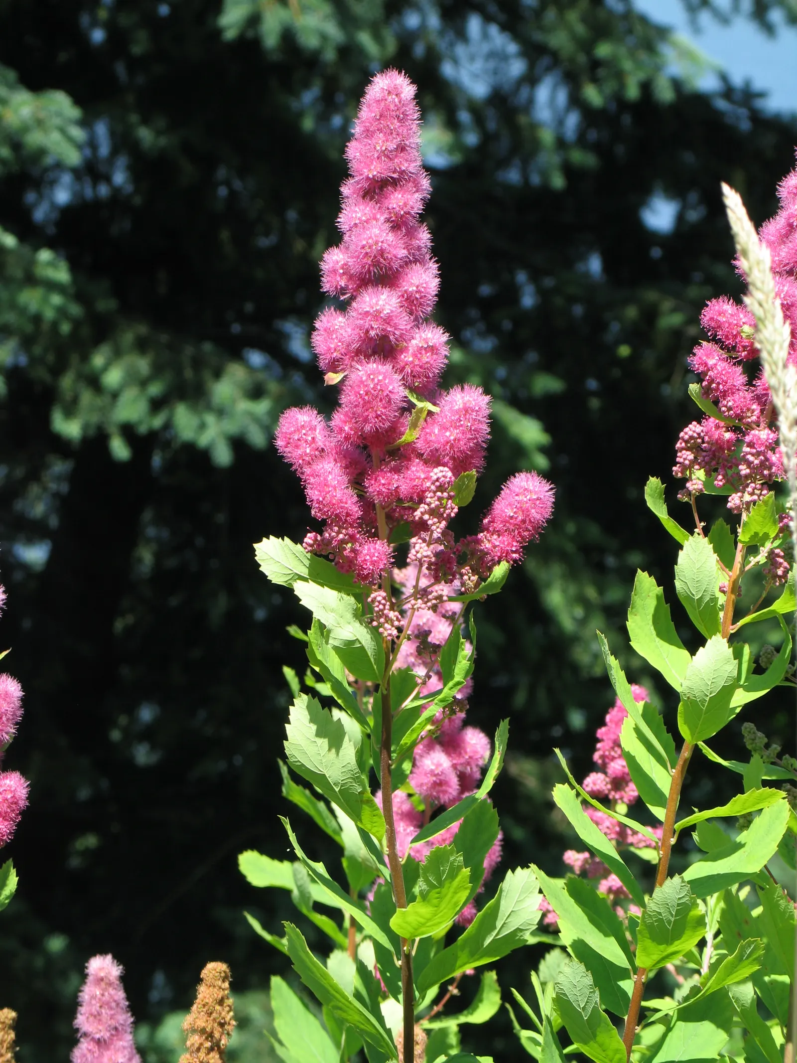 Douglas Spirea (Spiraea Douglasii) — it prefers full sun to partial shade and can adapt to a range of soil conditions but thrives in moist