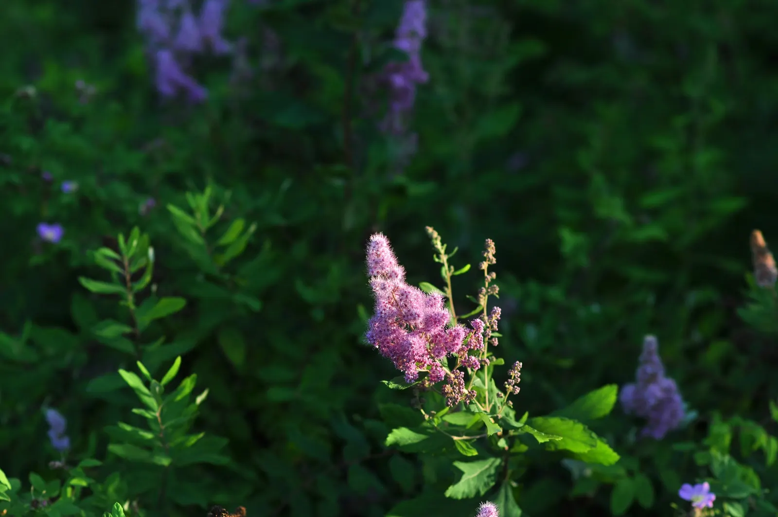 Douglas Spirea (Spiraea Douglasii) — consider its naturalistic appeal and its ability to attract wildlife