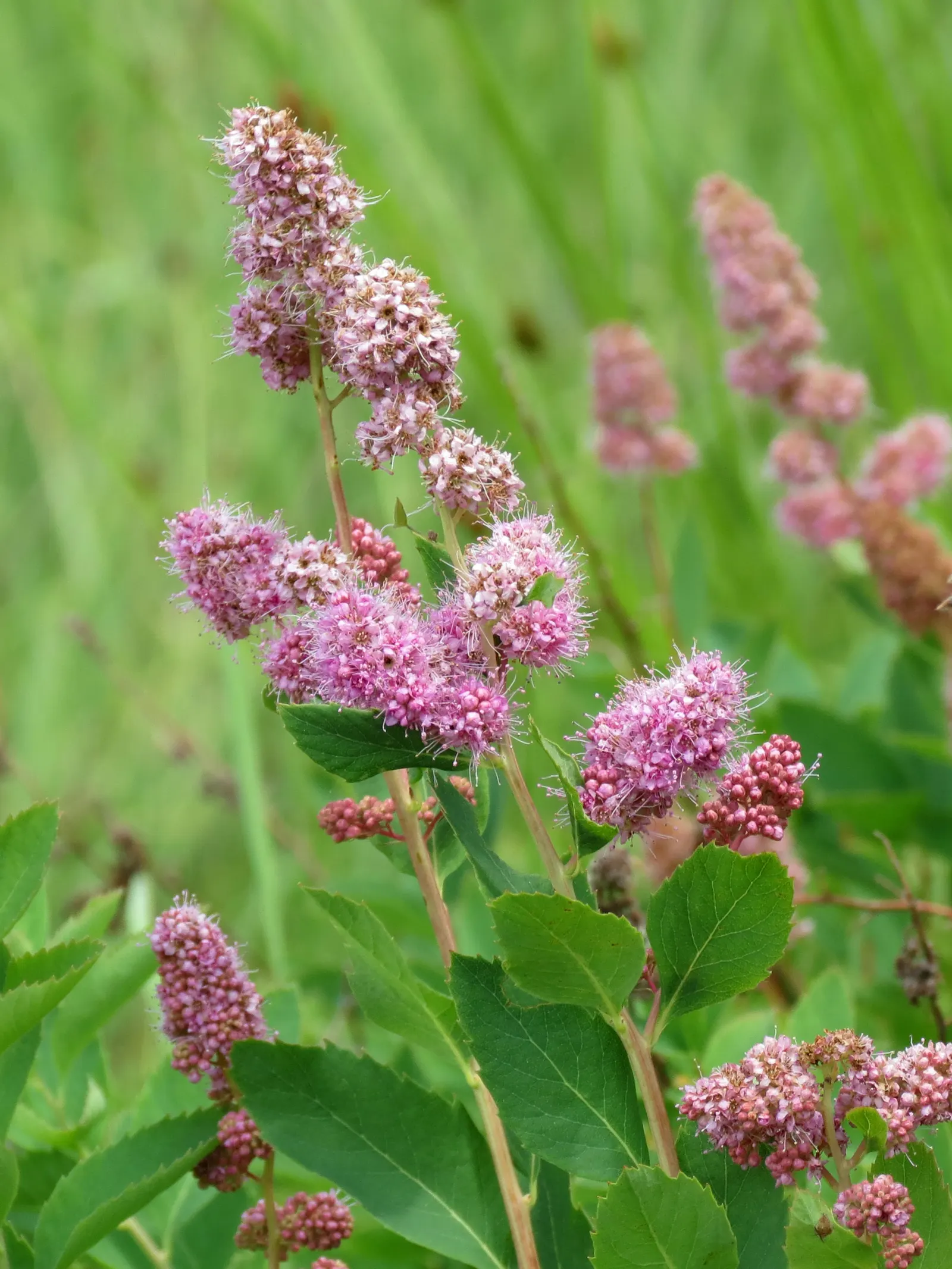Douglas Spirea (Spiraea Douglasii) — Douglas Spirea (Spiraea douglasii) is a deciduous shrub, thriving in USDA zones 4-8