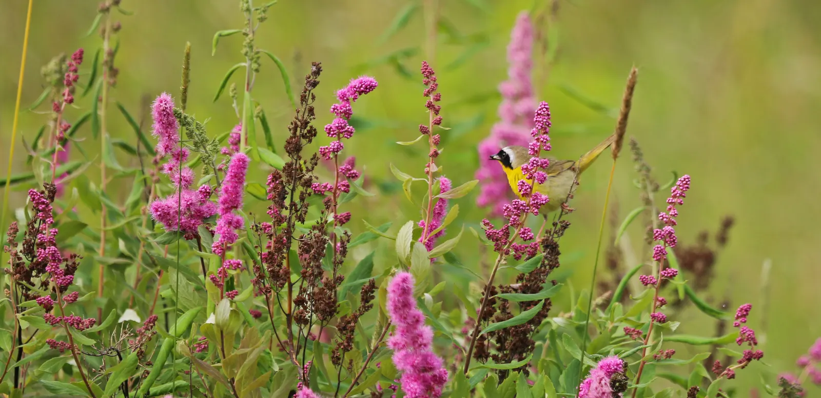 Douglas Spirea (Spiraea Douglasii) — The foliage of Douglas Spirea is a rich green