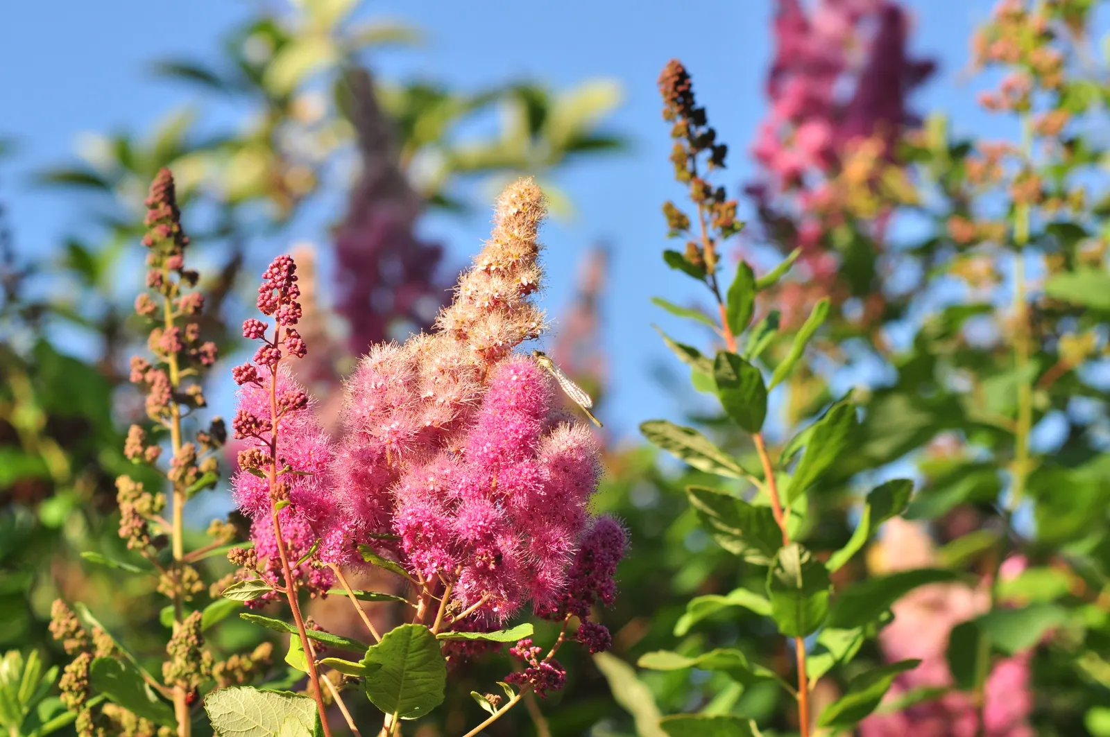 Douglas Spirea (Spiraea Douglasii) — adding an ecological benefit to its ornamental value