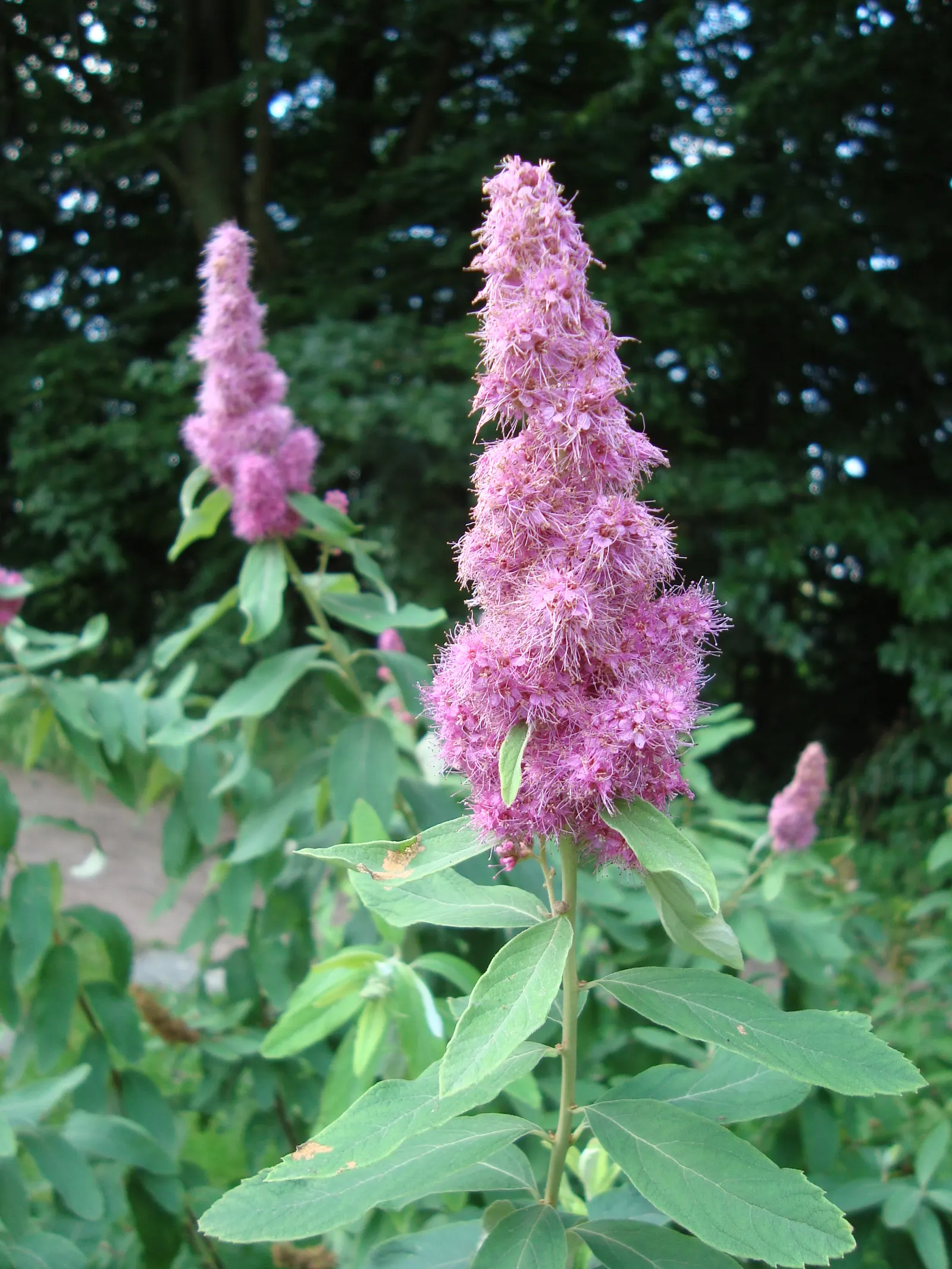 Douglas Spirea (Spiraea Douglasii) — offering seasonal interest.<br><br>For optimal growth
