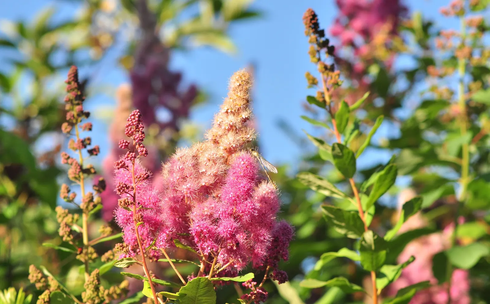 Douglas Spirea (Spiraea Douglasii) — Provide clients with care instructions