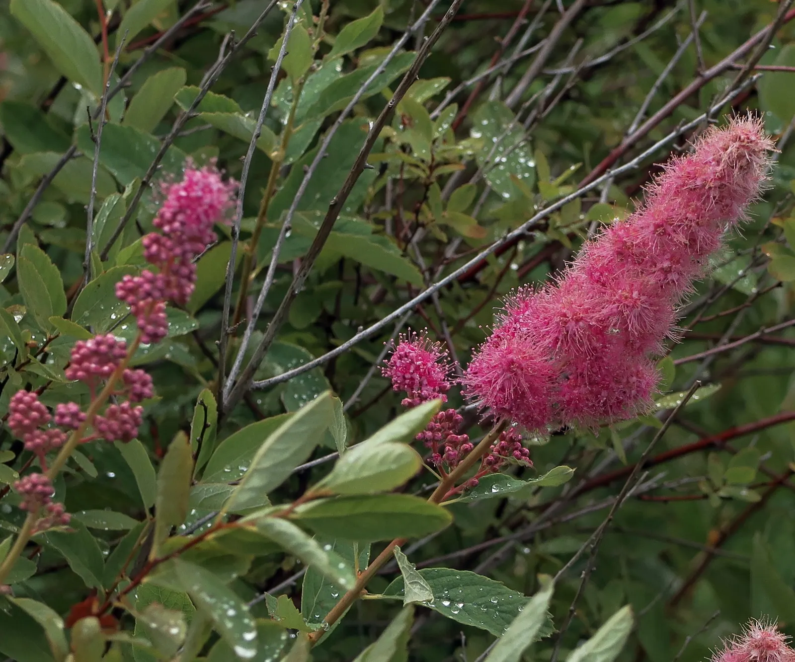 Douglas Spirea (Spiraea Douglasii) — making it an excellent choice for a variety of landscape applications