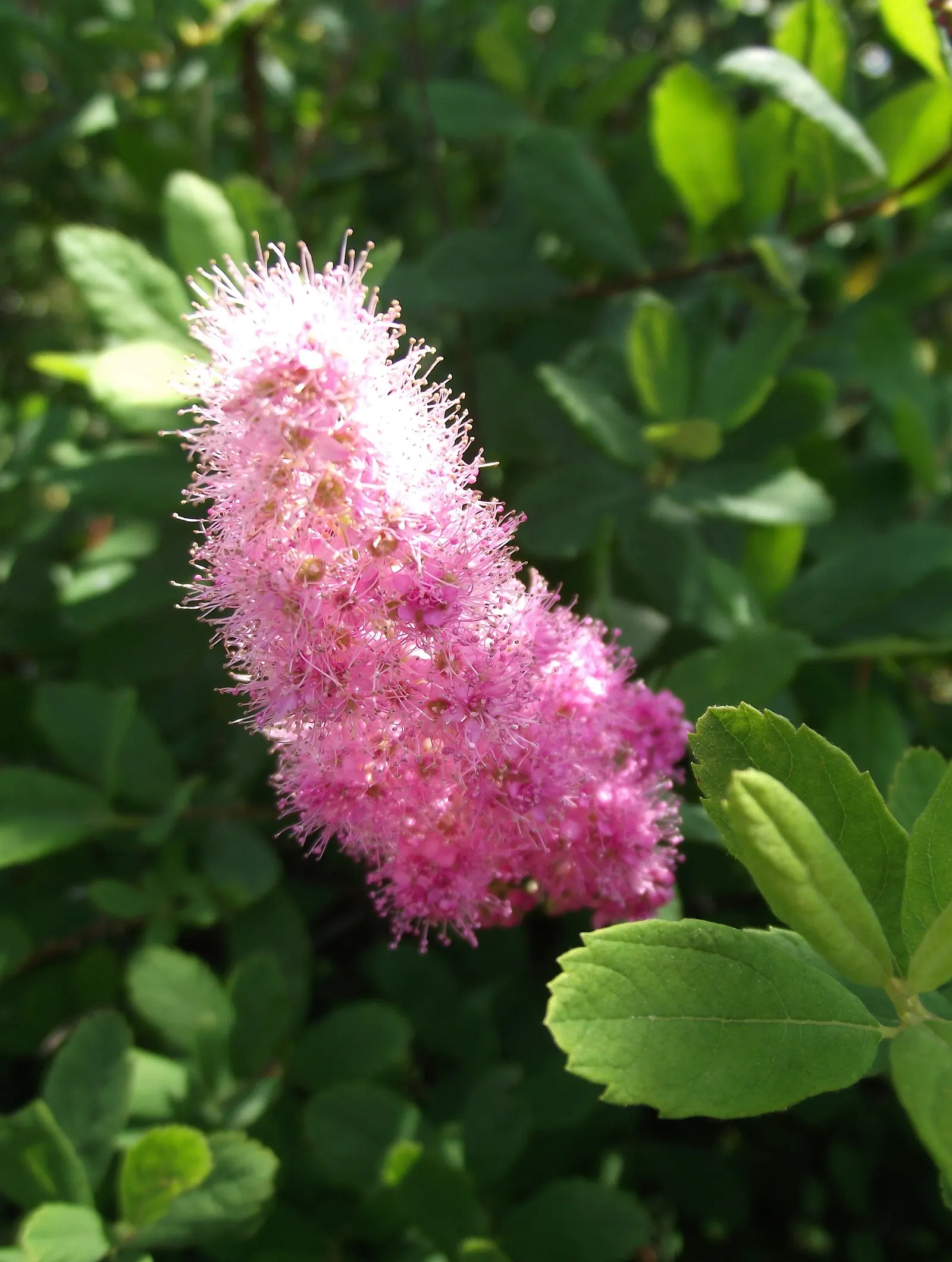 Douglas Spirea (Spiraea Douglasii) — it attracts pollinators and provides excellent erosion control on slopes