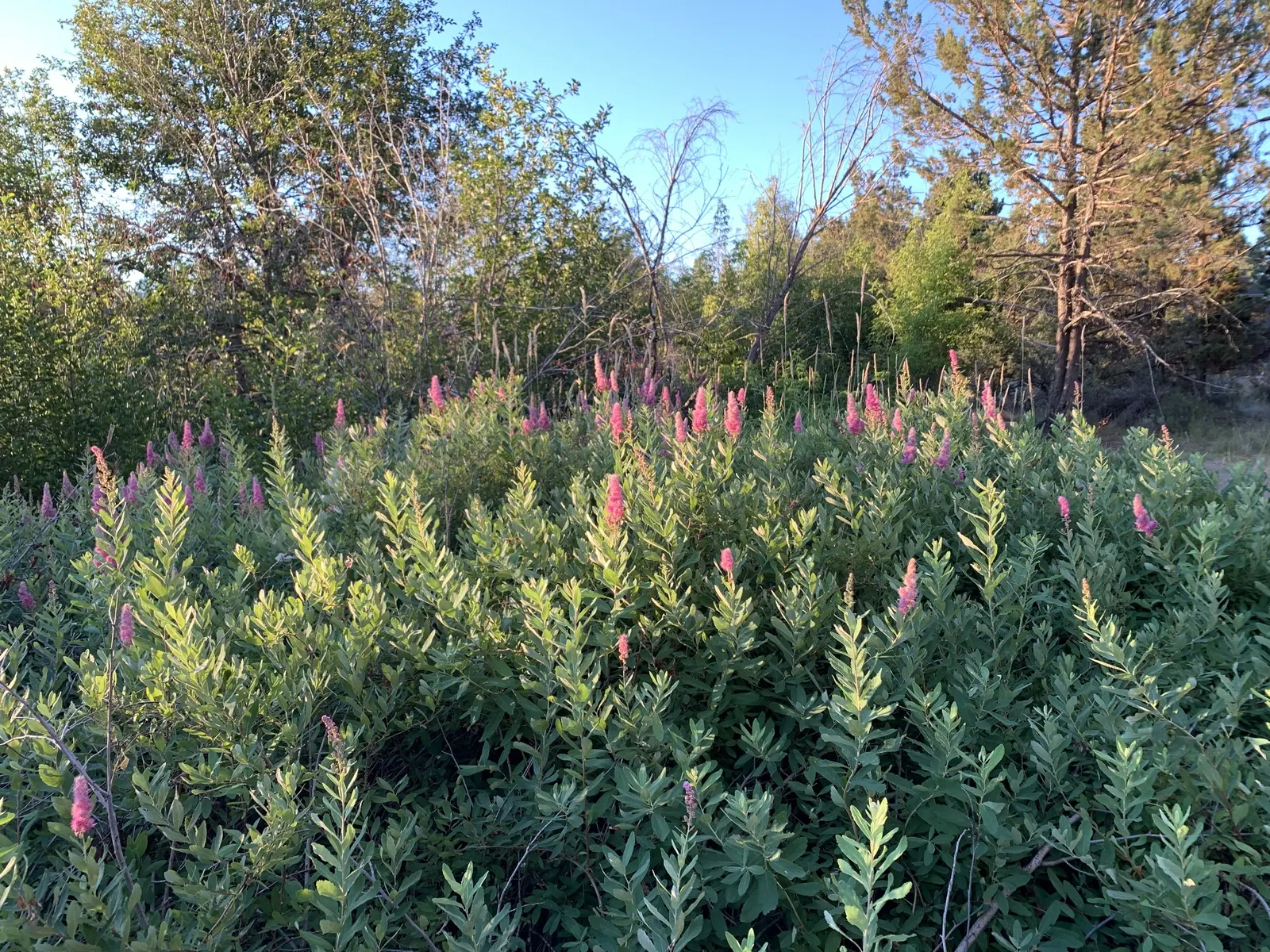 Douglas Spirea (Spiraea Douglasii) — providing a vibrant display from June to August