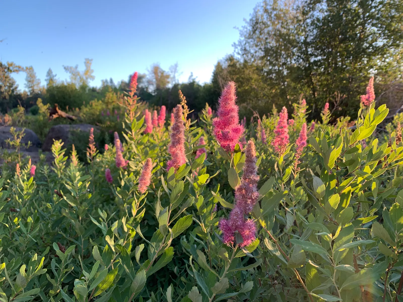 Douglas Spirea (Spiraea Douglasii) — Ideal for naturalized settings and water-wise gardens