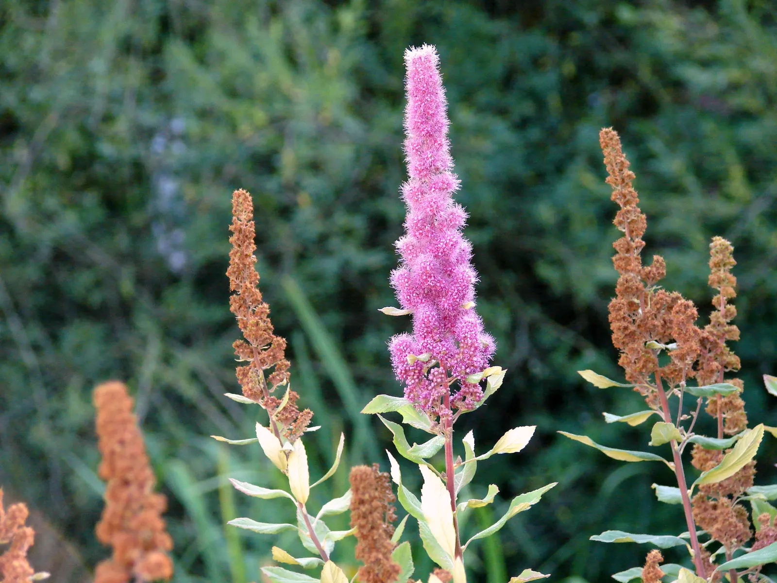 Douglas Spirea (Spiraea Douglasii) — It typically grows to a height of 4-6 feet and can spread approximately 4-7 feet wide