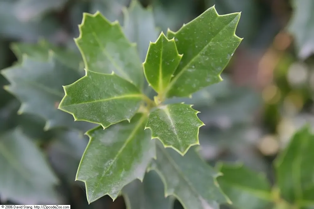 Oak Leaf&trade; Red Holly (Ilex X 'Oakleaf') — showcases distinctive oak-like foliage and bright red berries