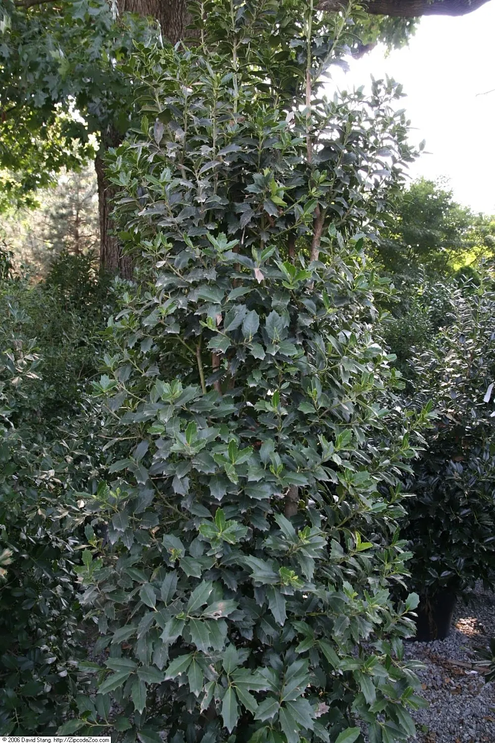 Oak Leaf&trade; Red Holly (Ilex X 'Oakleaf') — Oak Leaf&trade; Red Holly (Ilex x 'Conaf')
