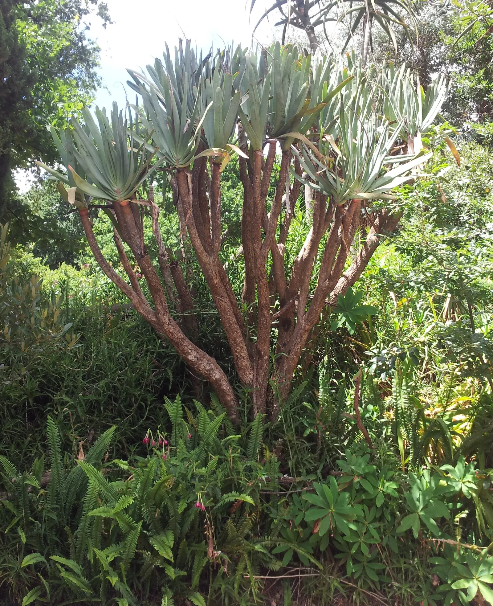 Fan Aloe (Aloe Plicatilis) — scientifically known as Aloe plicatilis; this aloe produces tall spikes of tubular, image 72
