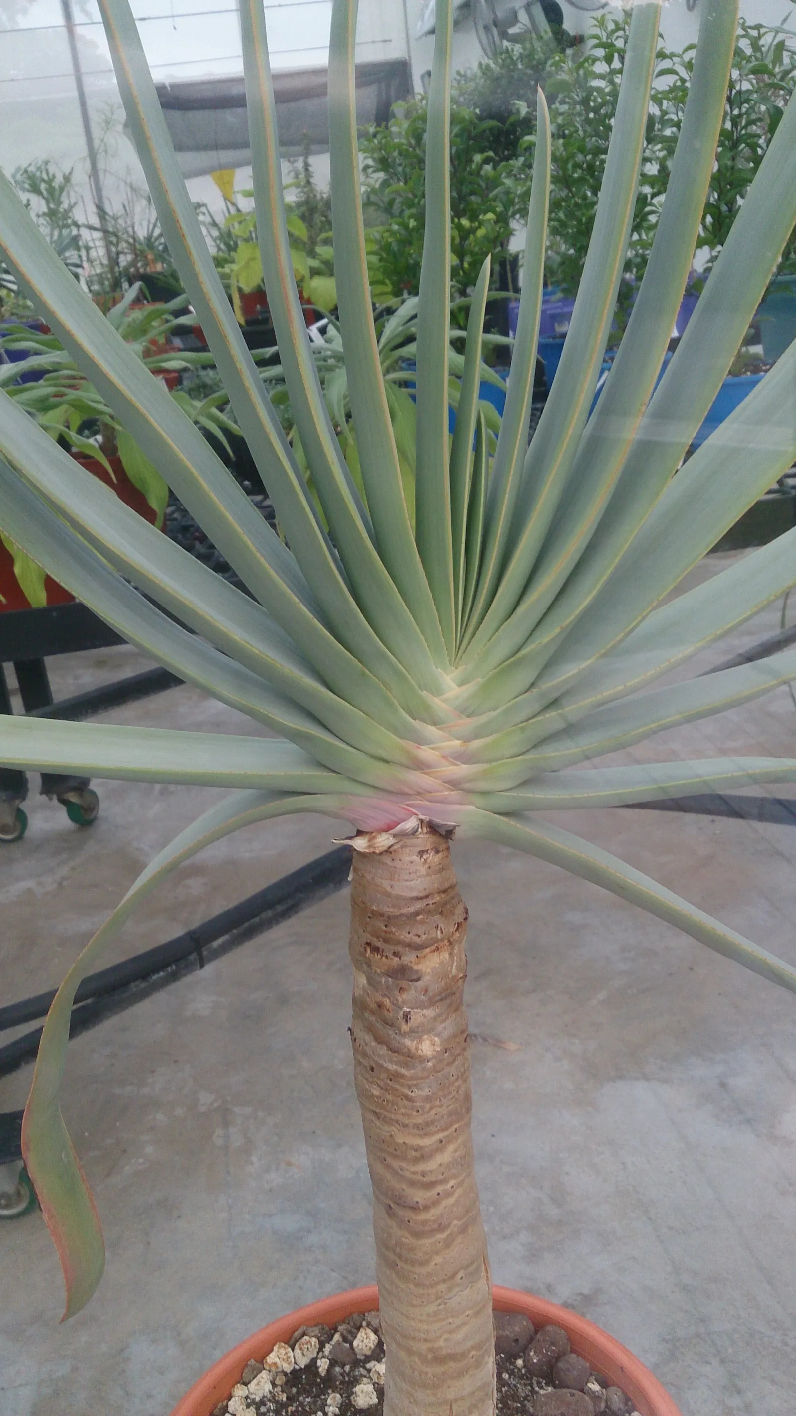 Fan Aloe (Aloe Plicatilis) — Prefers well-drained soil and full sun; this aloe produces tall spikes of tubular